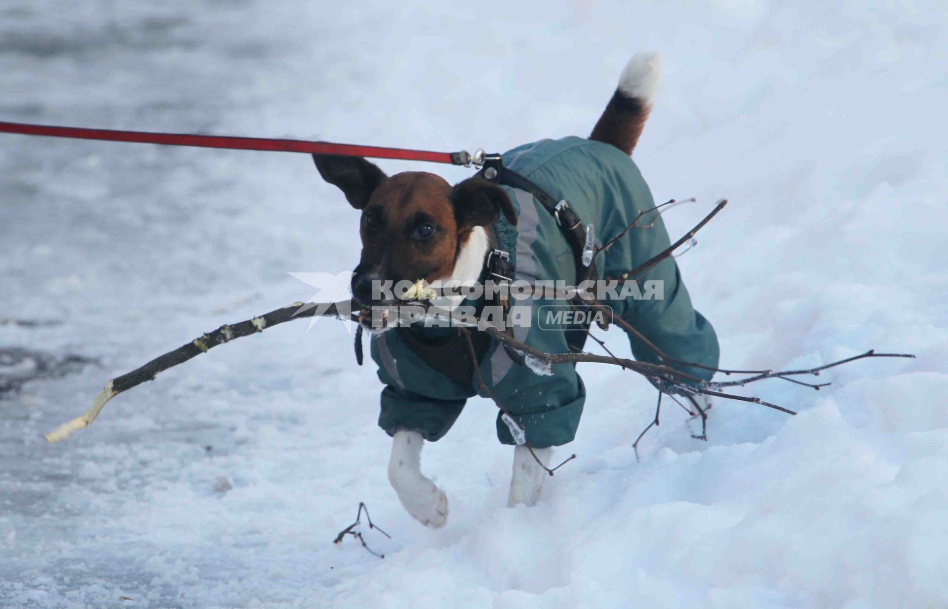 Дата съемки: 05.01.2011 Домашние животные, прогулка, комбинезон, собака ветка