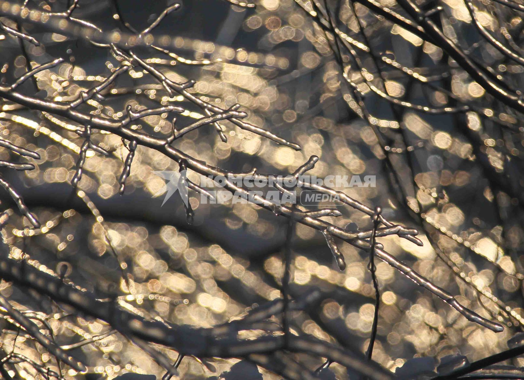 Дата съемки: 05.01.2011 наледь на ветках,  мороз, морозы, сосульки, природа, заморозок