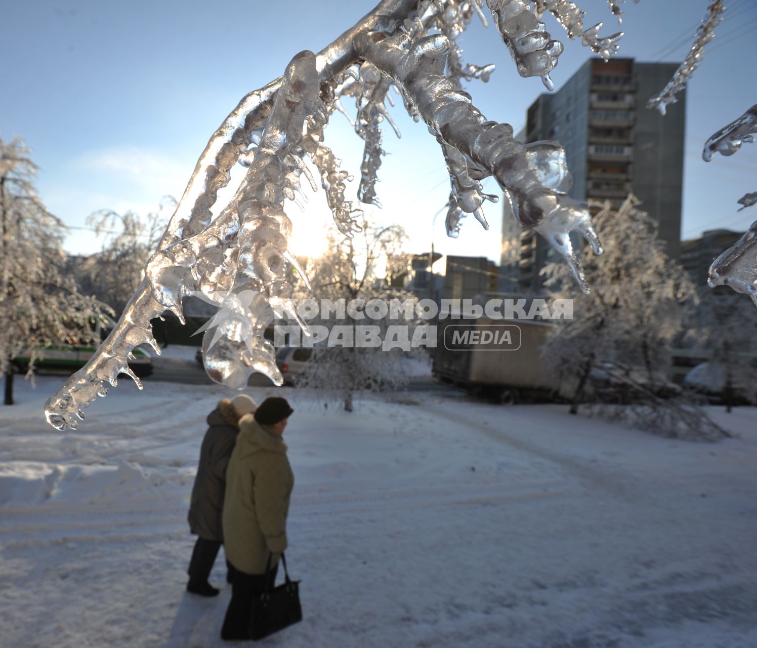 Деревья покрытые льдом в декабре 2010 года