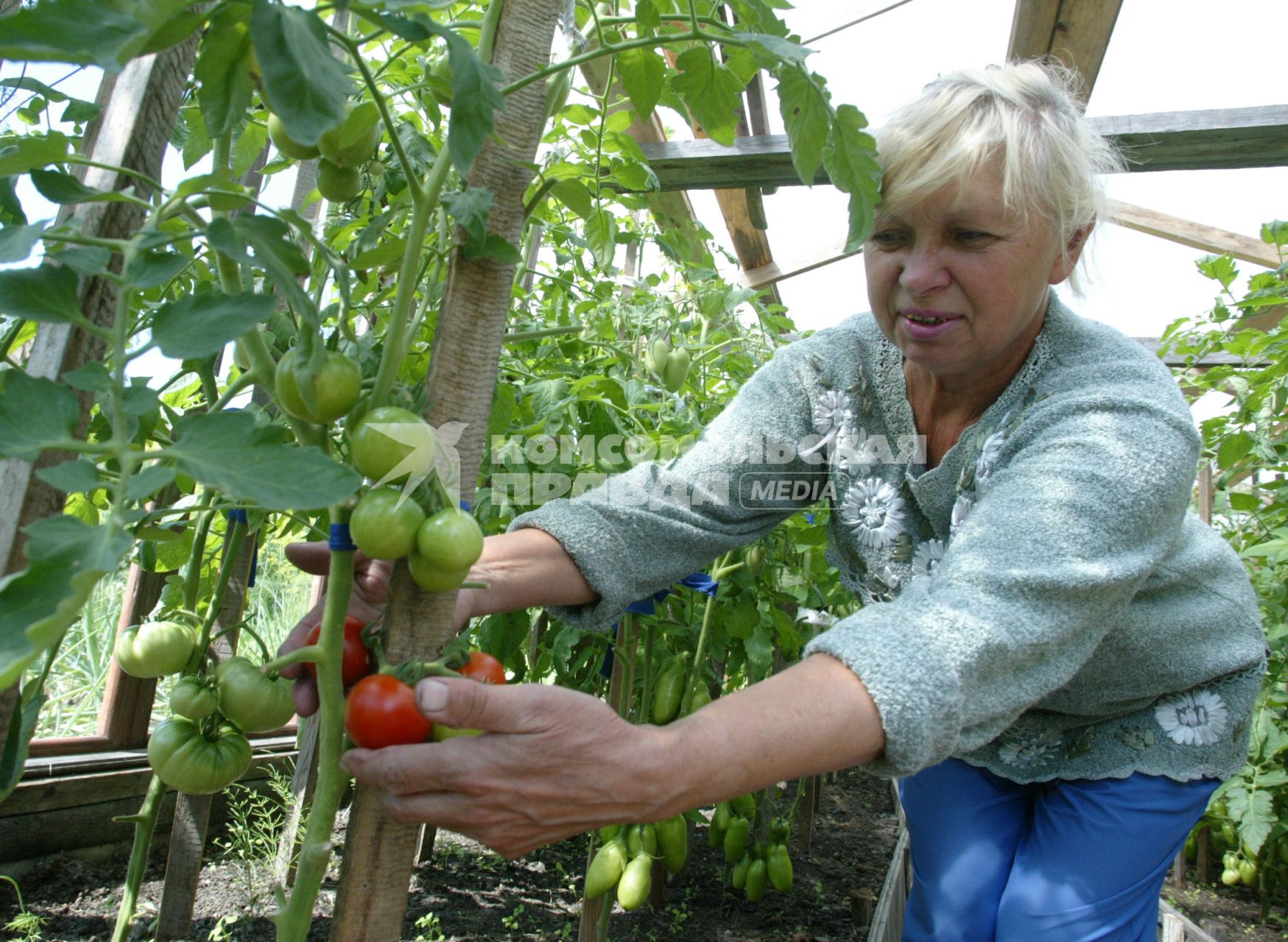 дачный поселок репино  02.08.2006