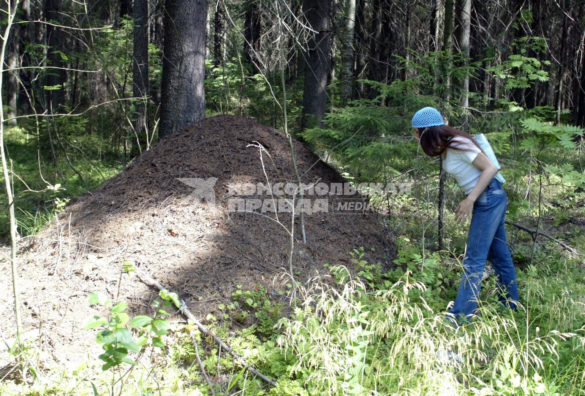 дачный поселок репино  02.08.2006