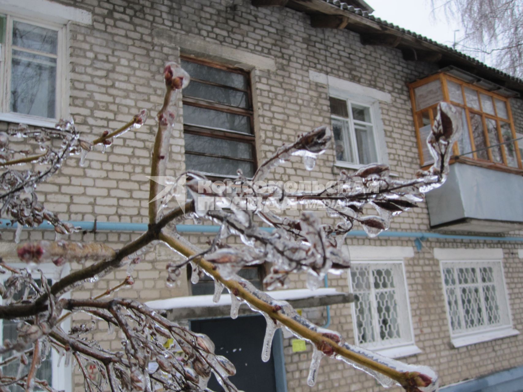 Дата съемки: 08 декабря  2010. Москва. Деревья покрытые льдом.