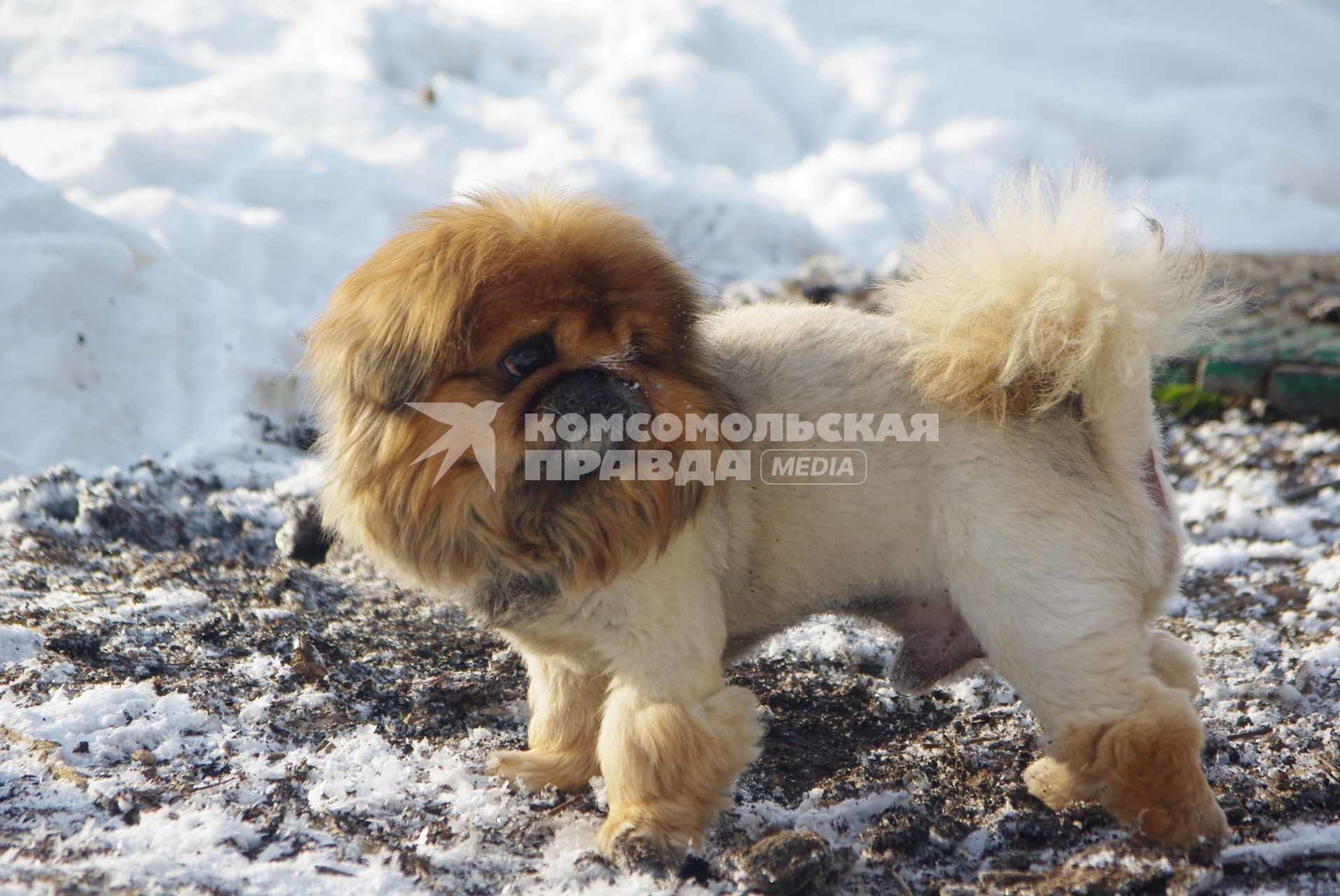 16 февраля 2011г. Собака, домашнее животное, собачья стрижка. Собака на прогулке