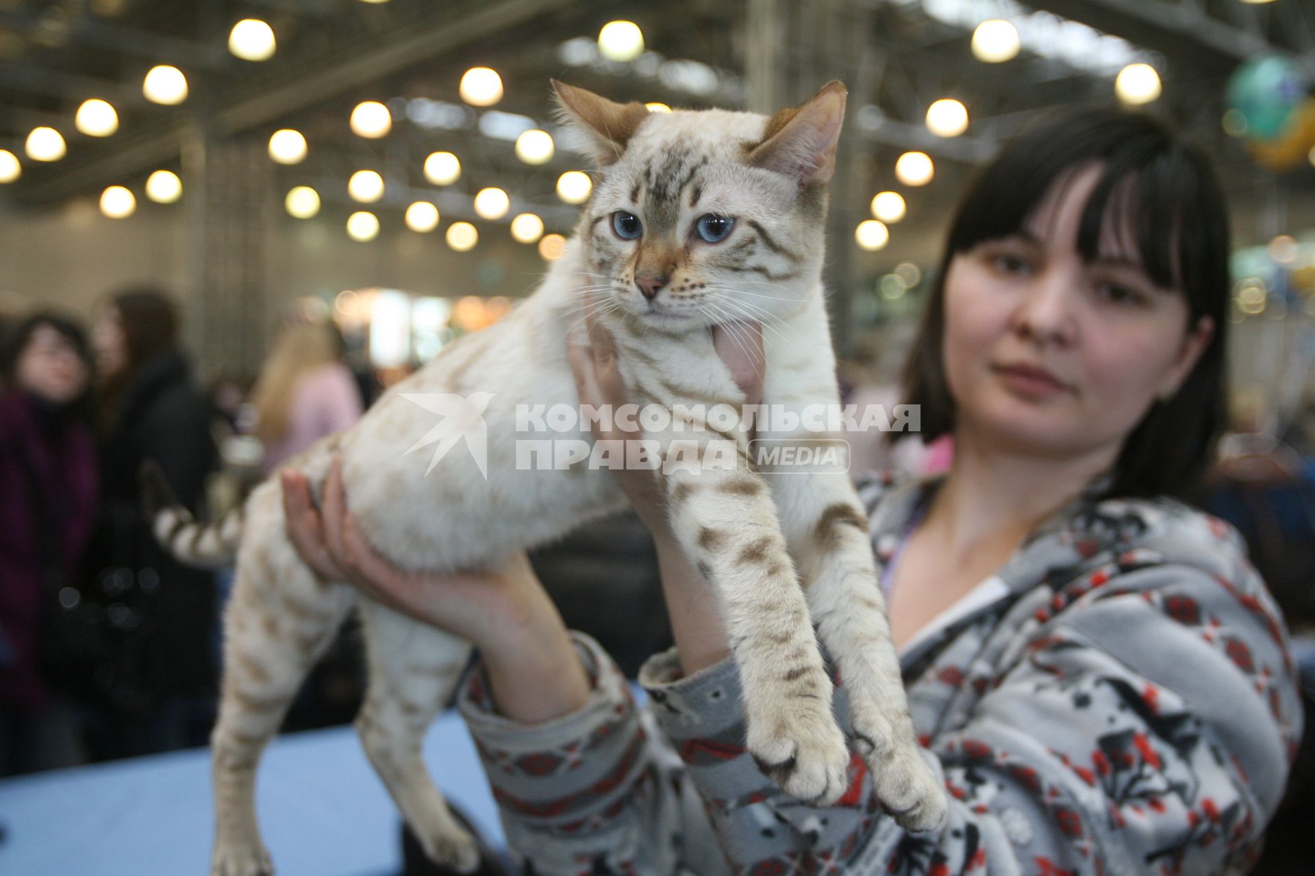 Международная выставка кошек в Крокус Экспо, Москва, 7 марта 2011 года.