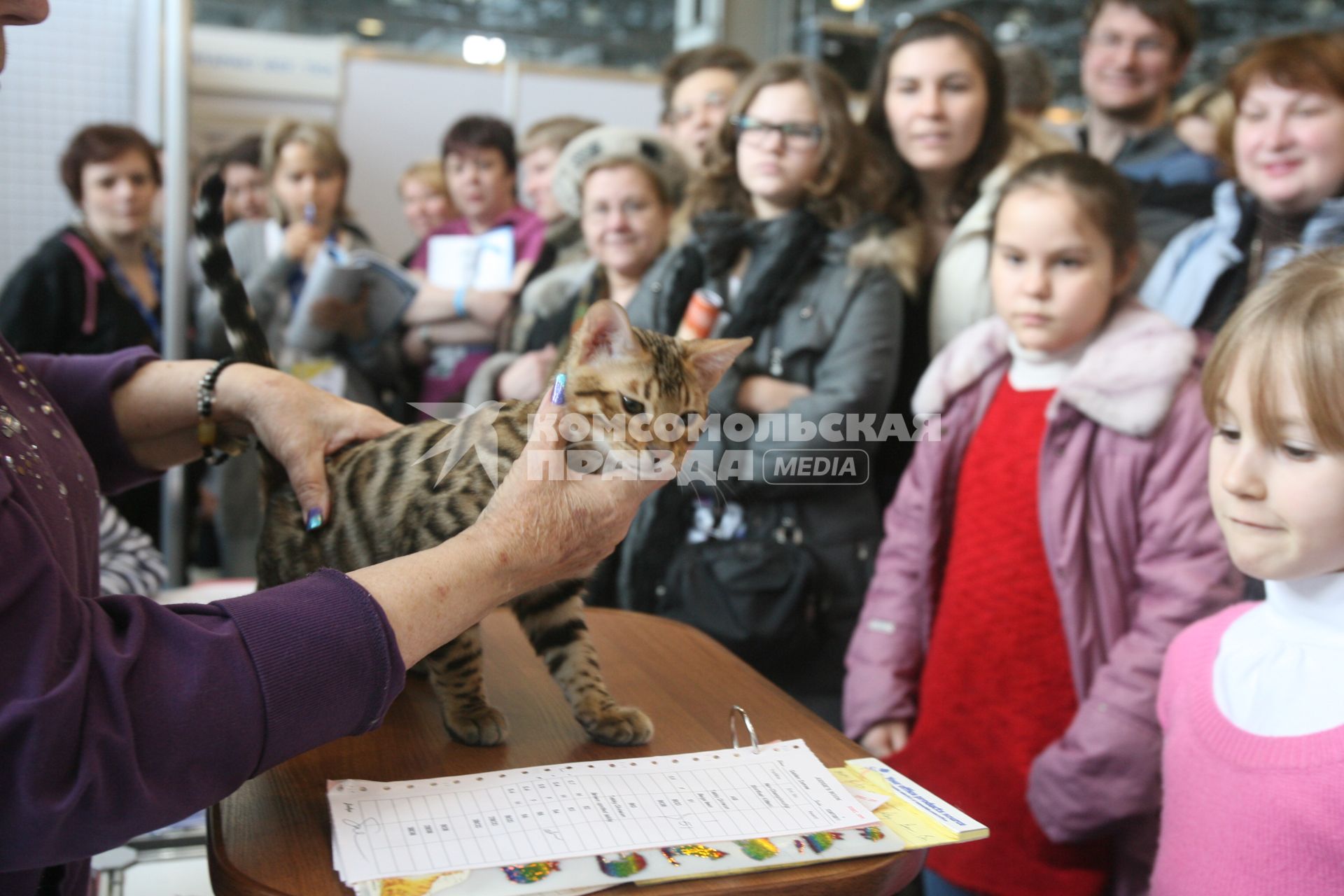 Международная выставка кошек в Крокус Экспо, Москва, 7 марта 2011 года.