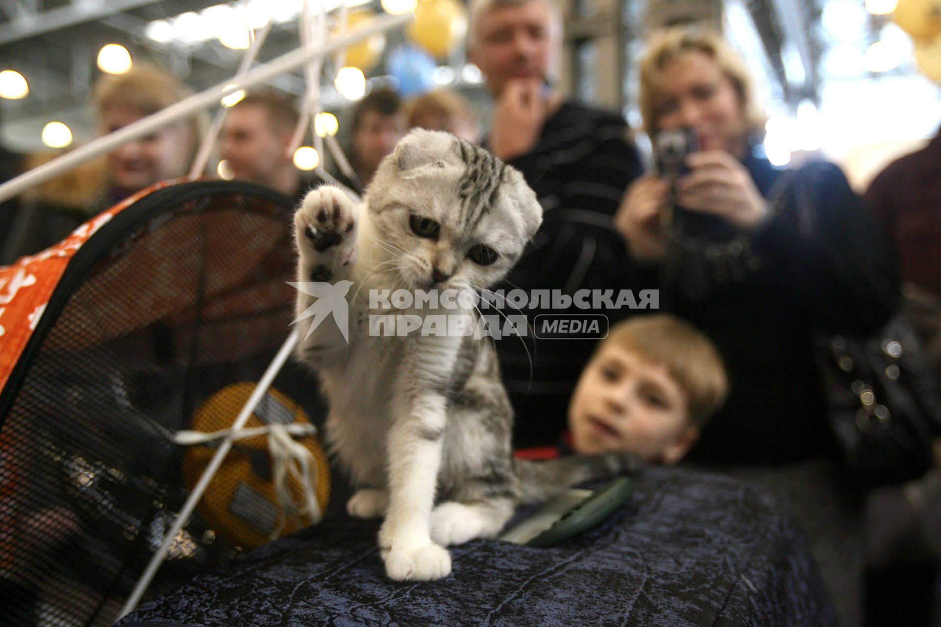 Международная выставка кошек в Крокус Экспо, Москва, 7 марта 2011 года.