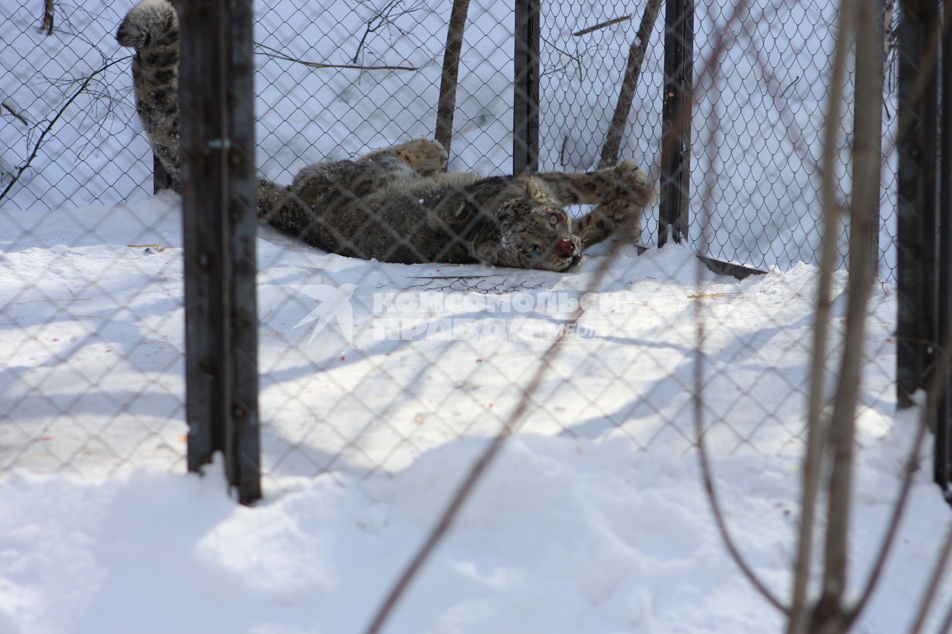 Барс (ирбис)  в заповеднике Хакасский, 19 марта 2011 года.