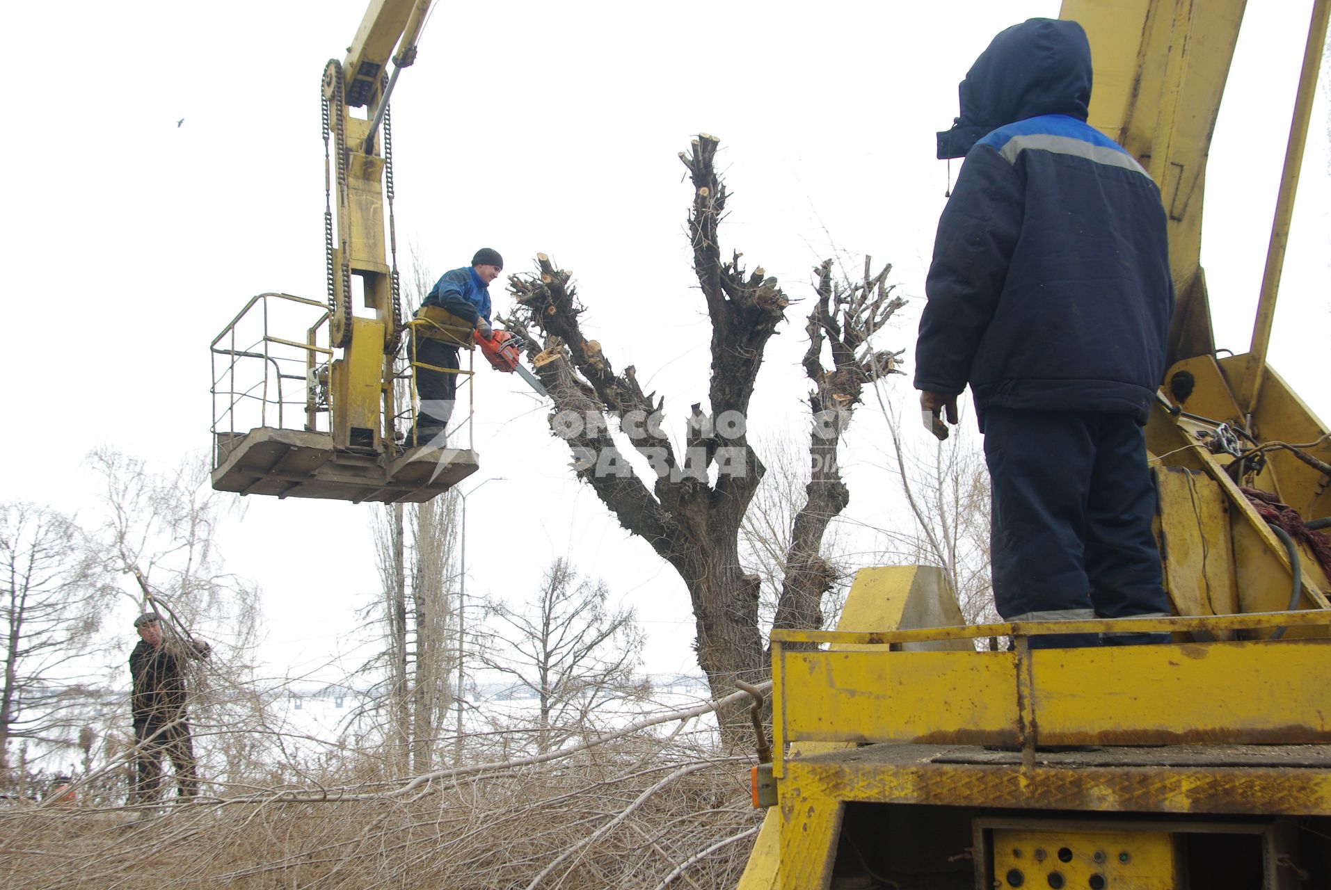 Обрезка деревьев перед летним сезоном, Саратов, 23 марта 2011 года.