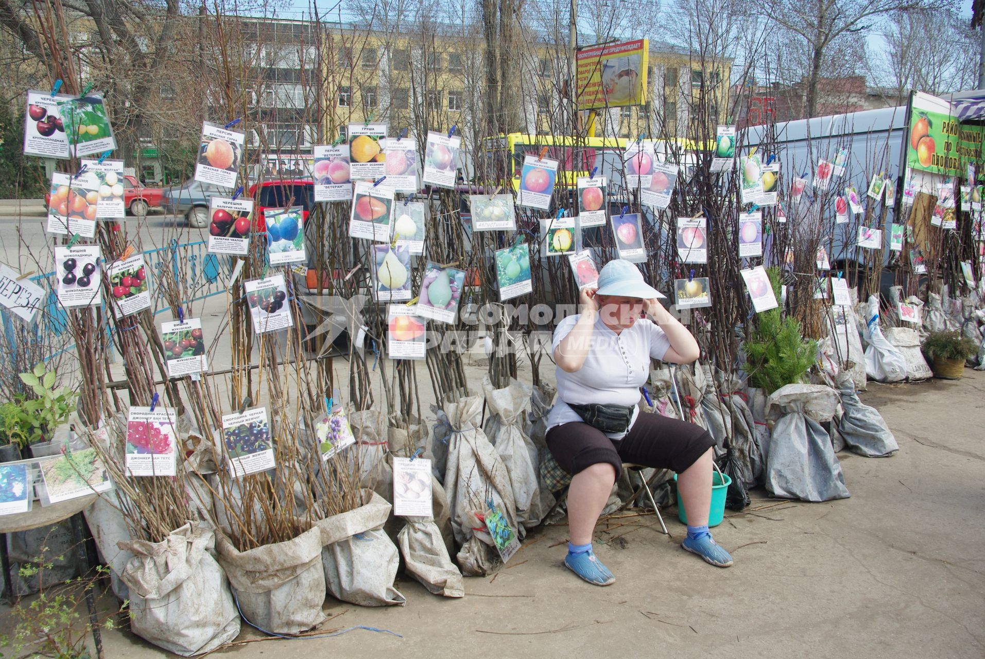 Женщина на улице торгует саженцами деревьев, Саратов, 22 апреля 2010 года