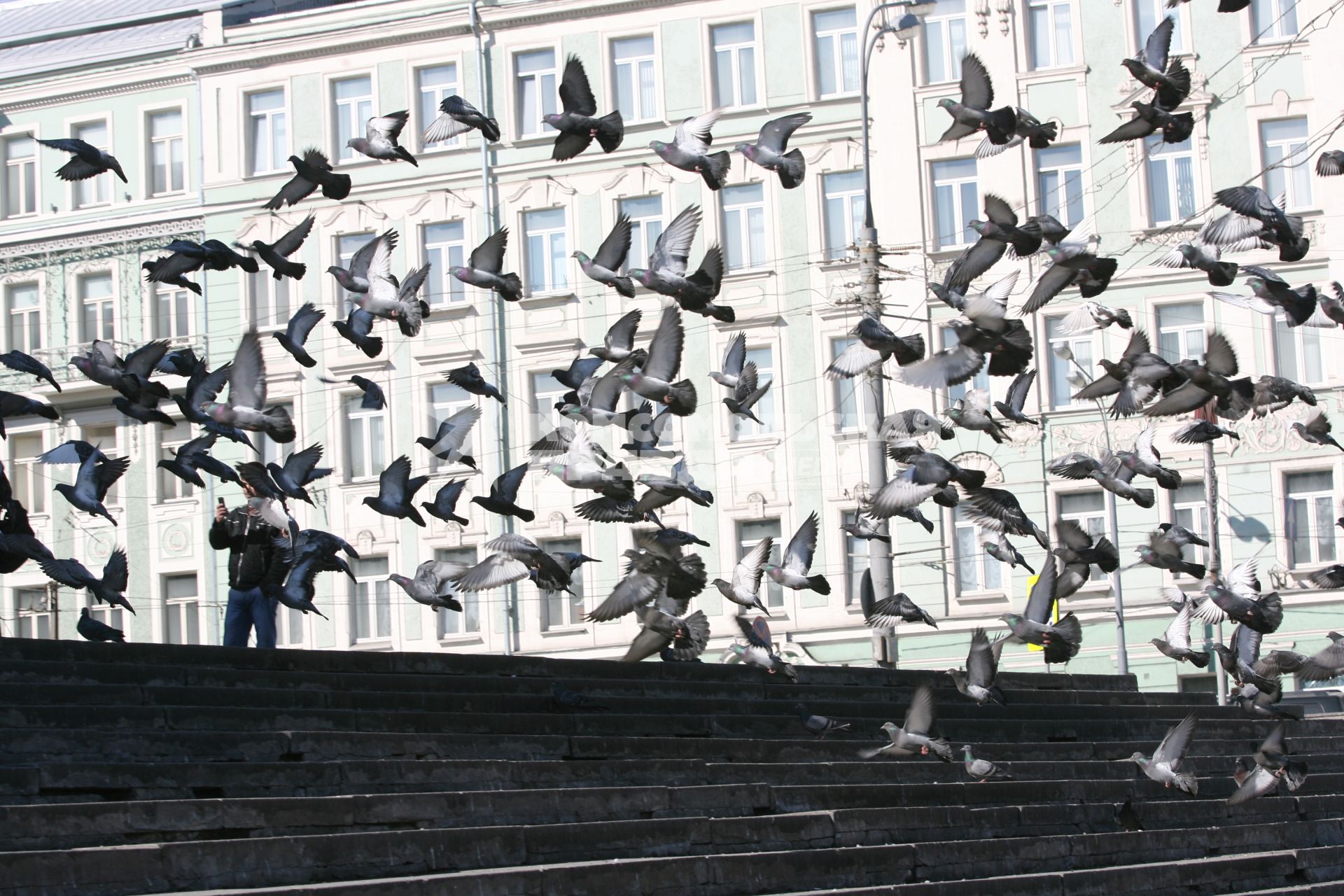 Голуби у библиотеки им Ленина, Москва, 4 апреля 2011 года