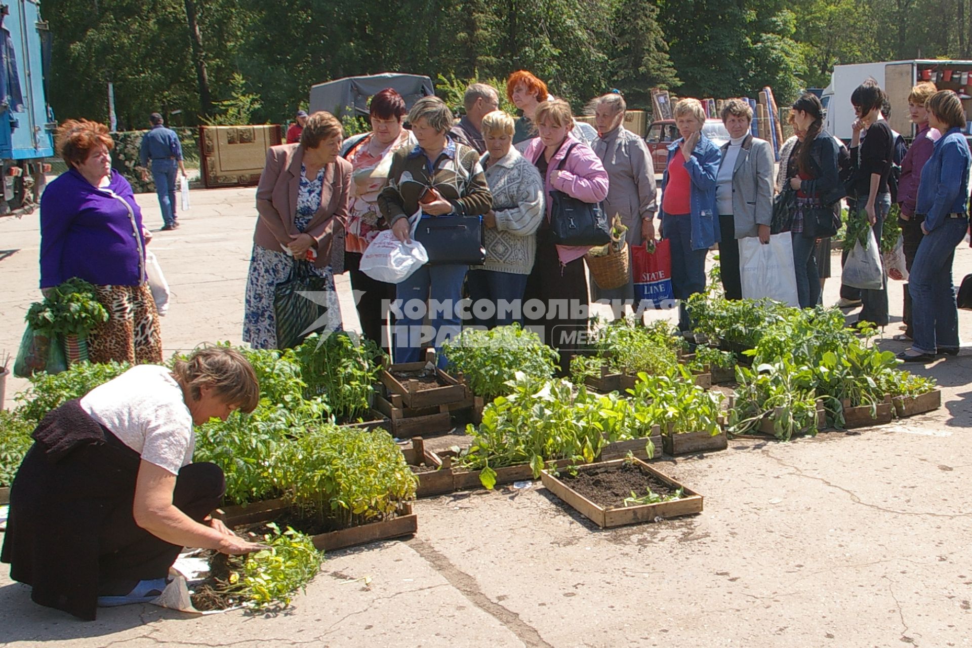 Дачники скупают рассаду, Саратов, 10 июня 2008 года