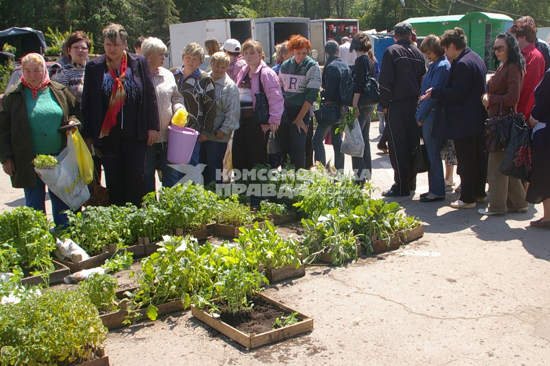 Дачники скупают рассаду, Саратов, 10 июня 2008 года