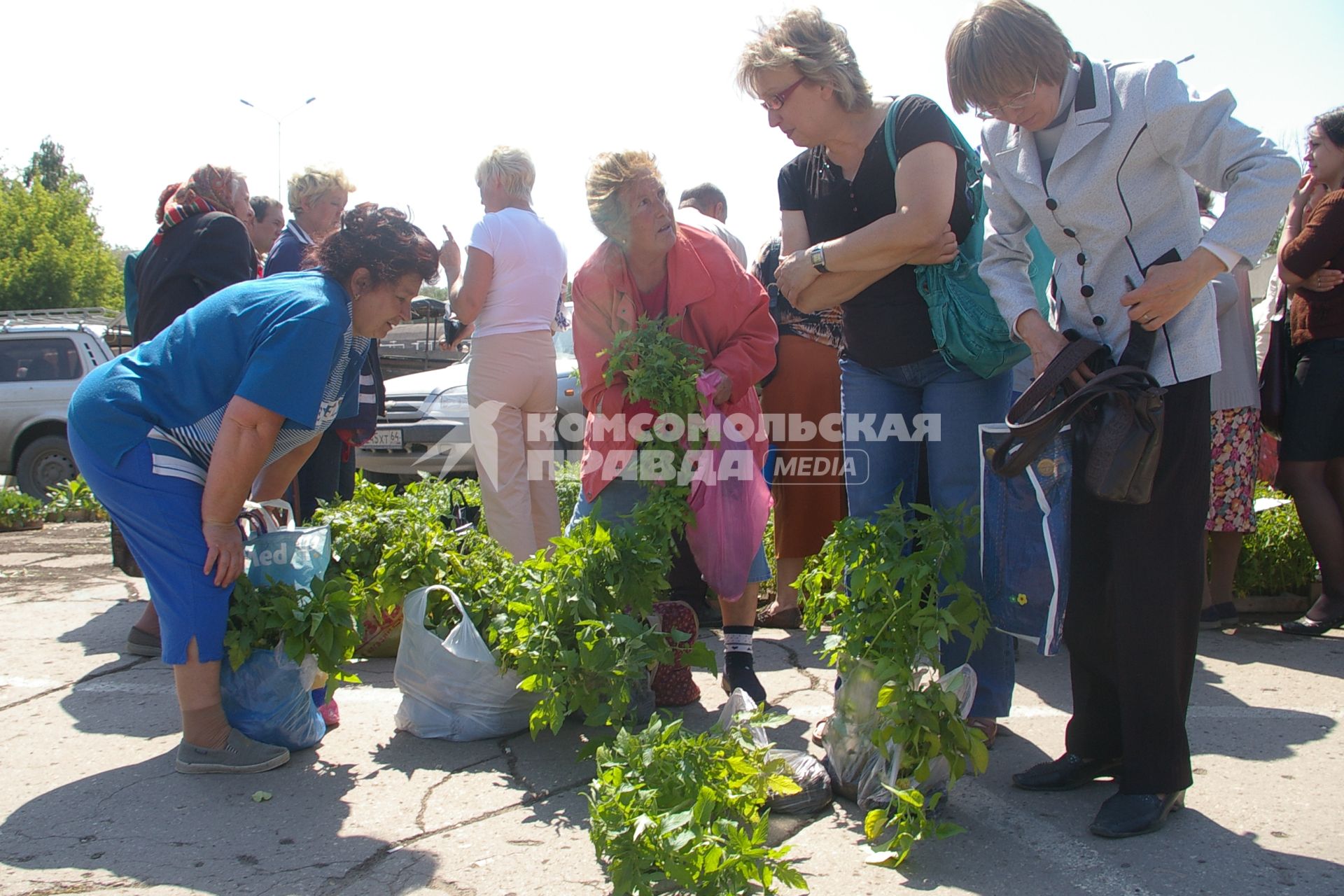 Дачники скупают рассаду, Саратов, 10 июня 2008 года