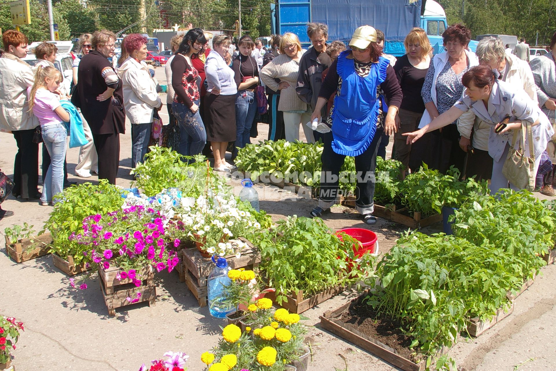 Дачники скупают рассаду, Саратов, 10 июня 2008 года