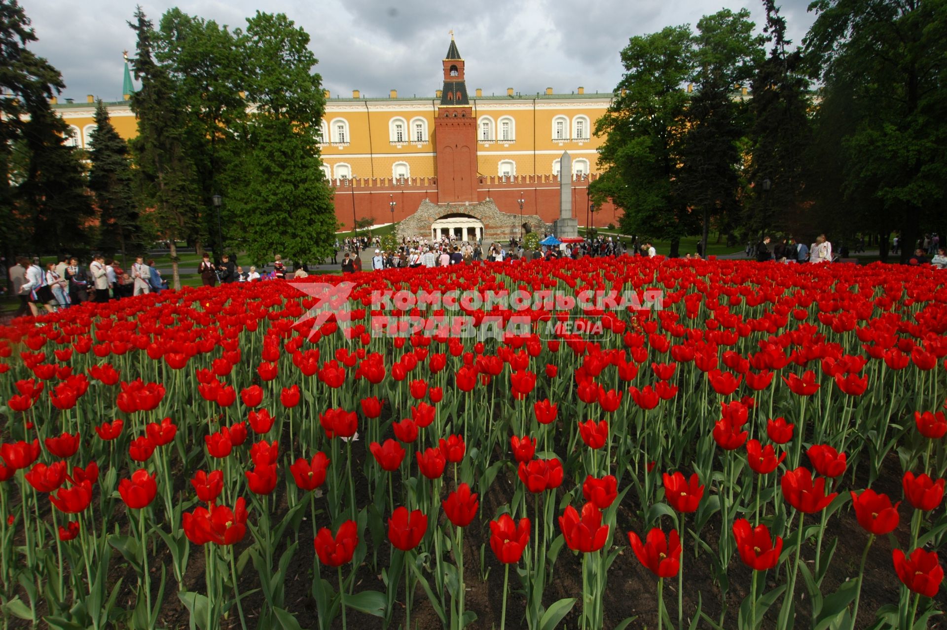 Последний звонок. Тюльпаны.