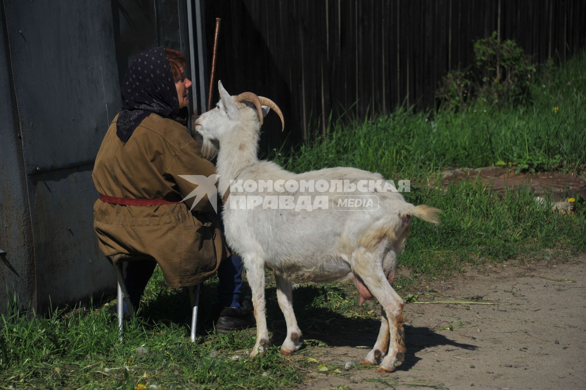 Женщина пасет коз.  26 мая 2011г.