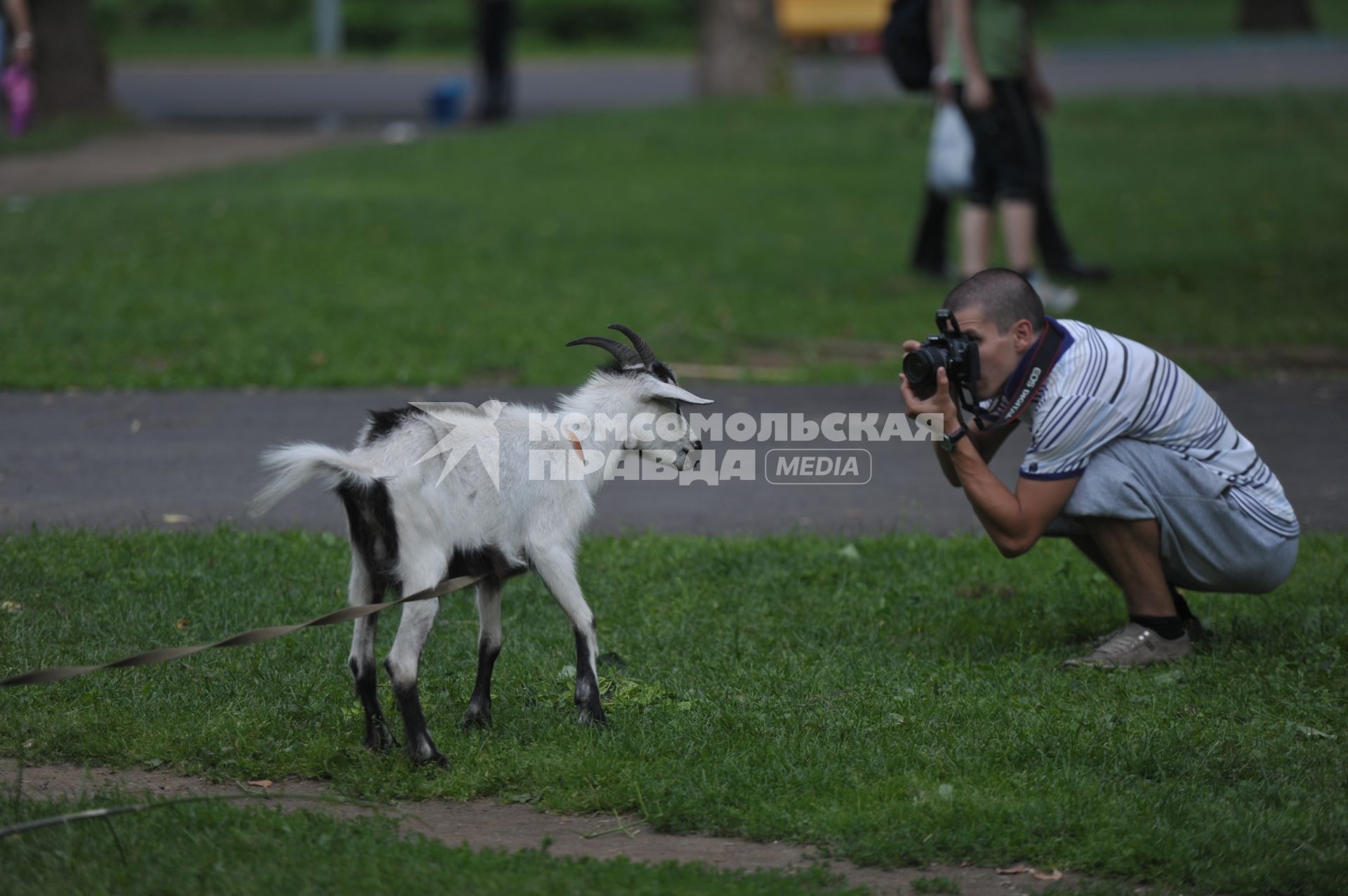 Козочка в ЦПКиО им. Горького, Москва, 13 июля 2011 года.