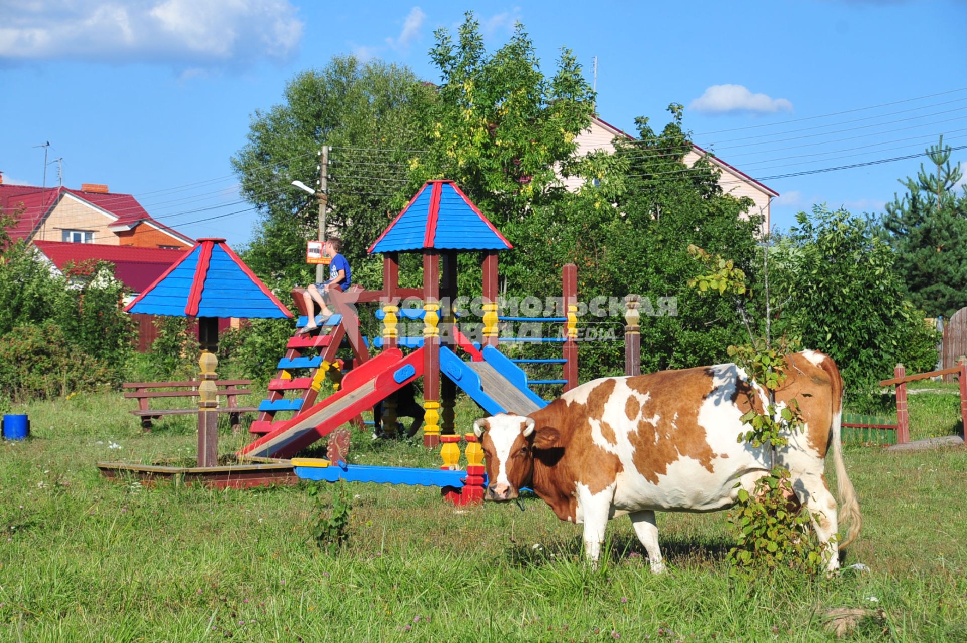 Корова пасется на детской площадке. 25 августа  2011 года.