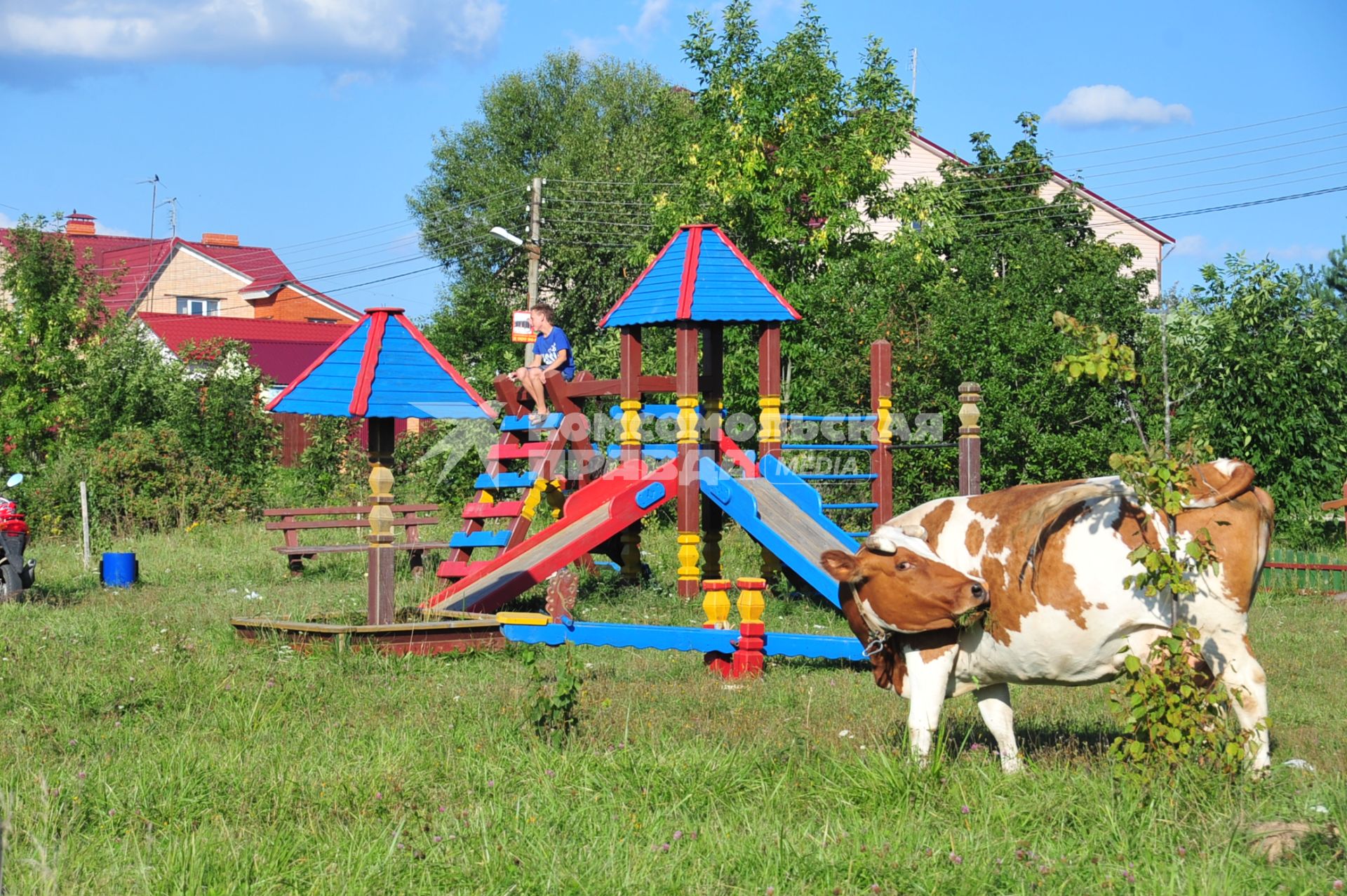 Корова пасется на детской площадке. 25 августа  2011 года.