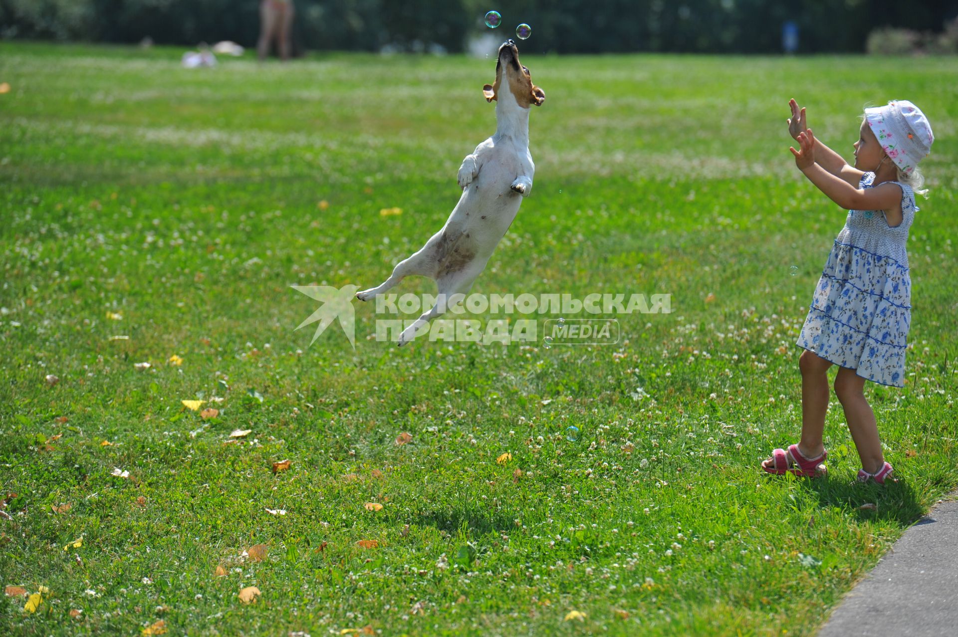 Собака ловит мыльные пузыри. 03 июля 2011