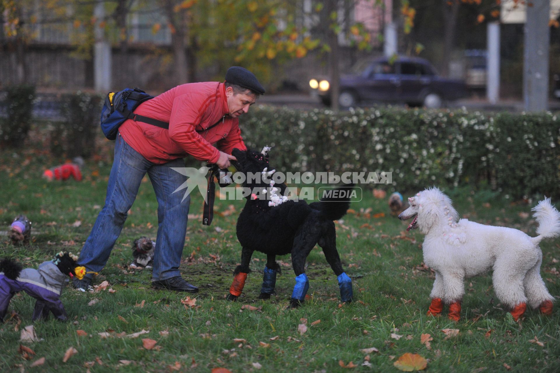 Мужчина с фотоаппаратом и собаки разных пород. 22 октября 2011 года.