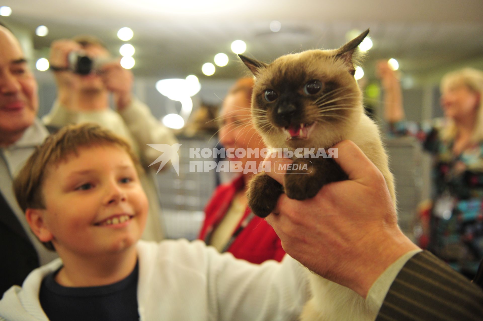 Международная выставка кошек КУБОК ЧЕМПИОНОВ PROPLAN 2011. На снимке: сиамская кошка. 29  октября 2011 года.