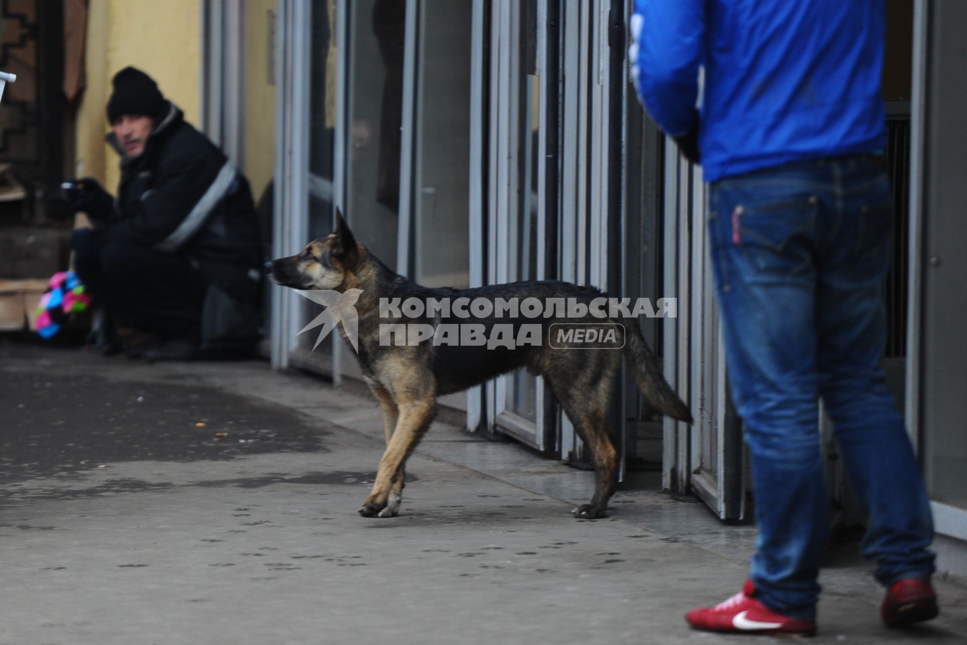 Бездомная собака у входа в метро,Москва, 26 ноября 2011 года