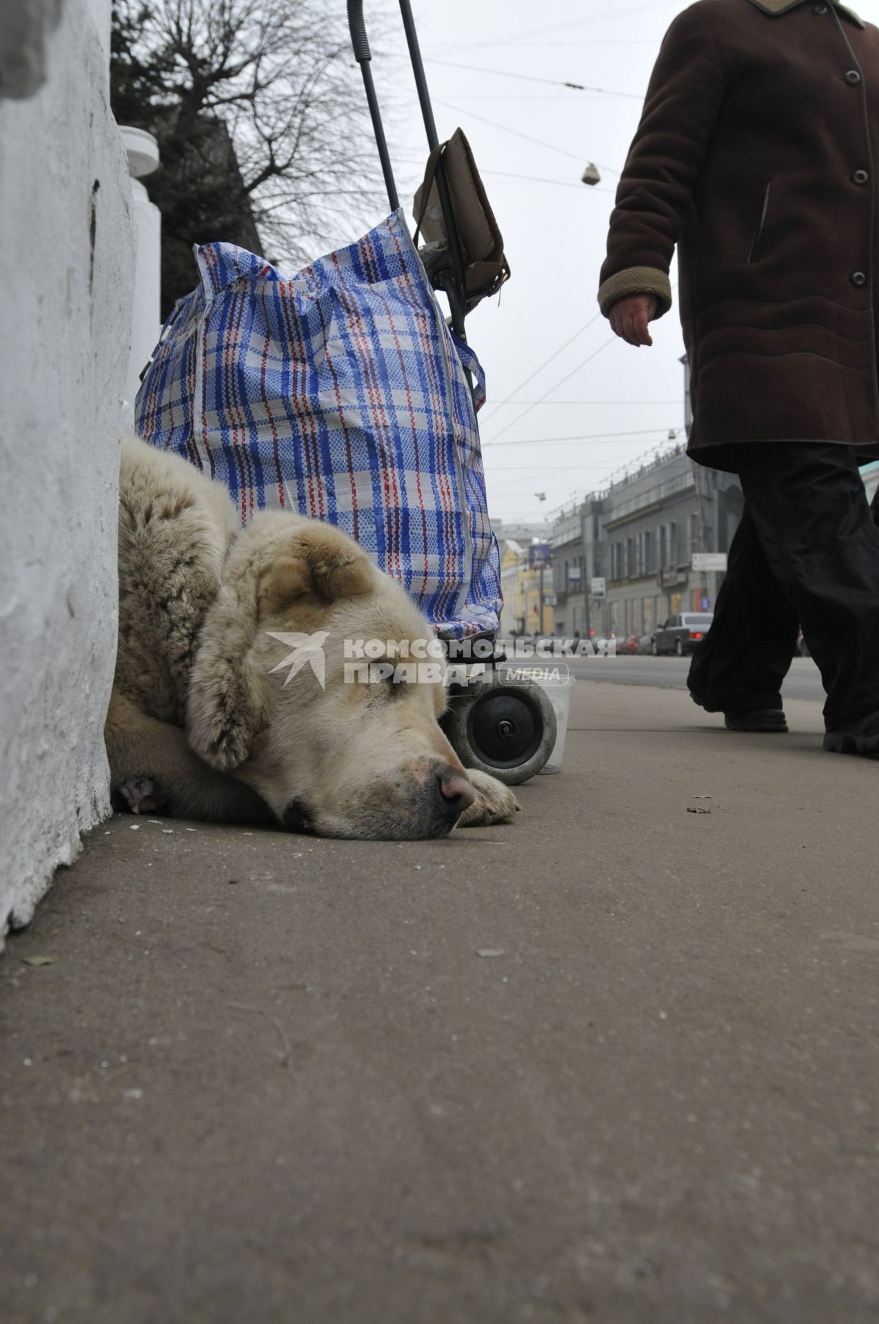 Жанровая фотография. Собака сторожит вещи. 12 декабря  2008 года.