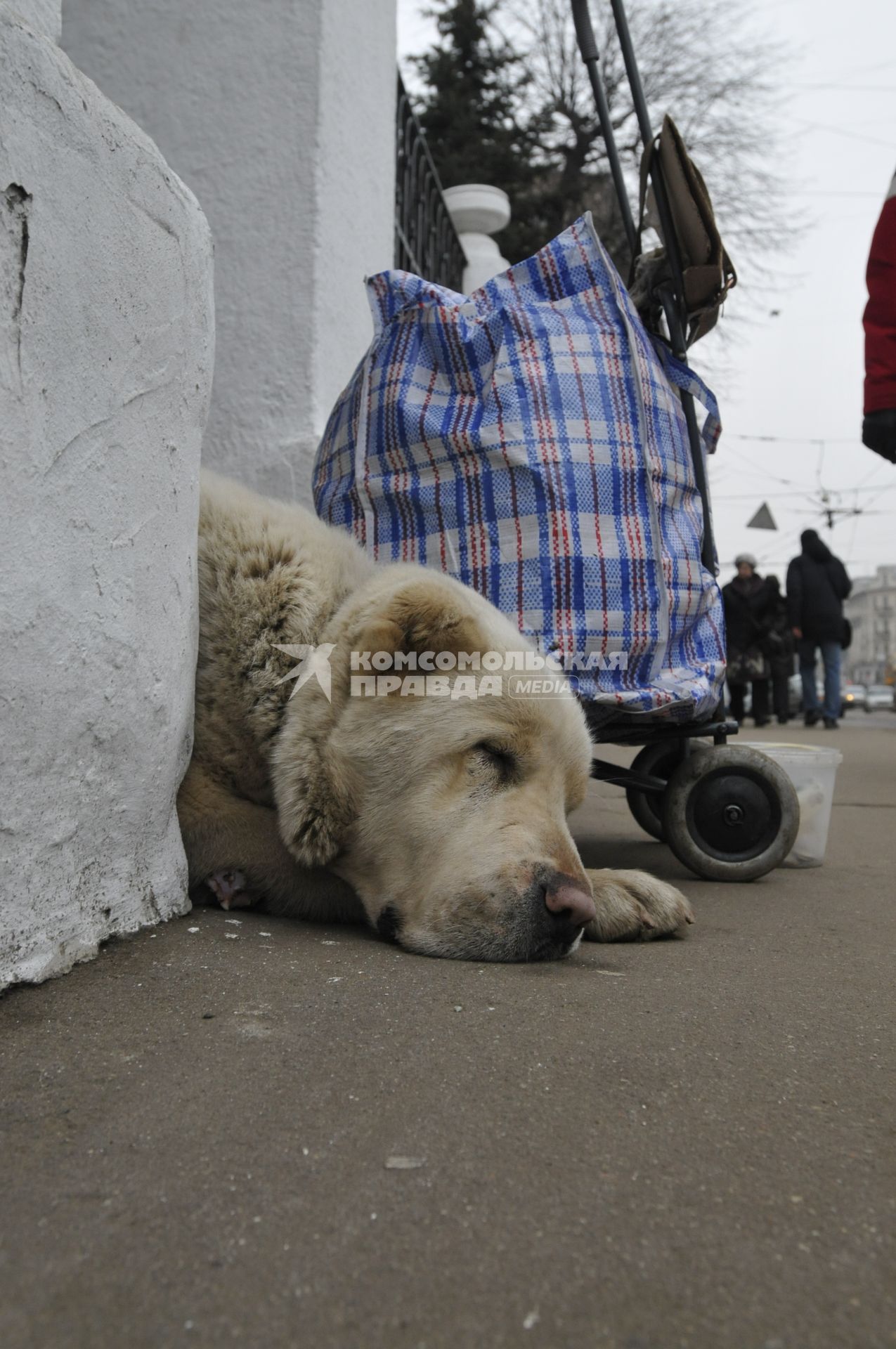 Жанровая фотография. Собака сторожит вещи. 12 декабря  2008 года.