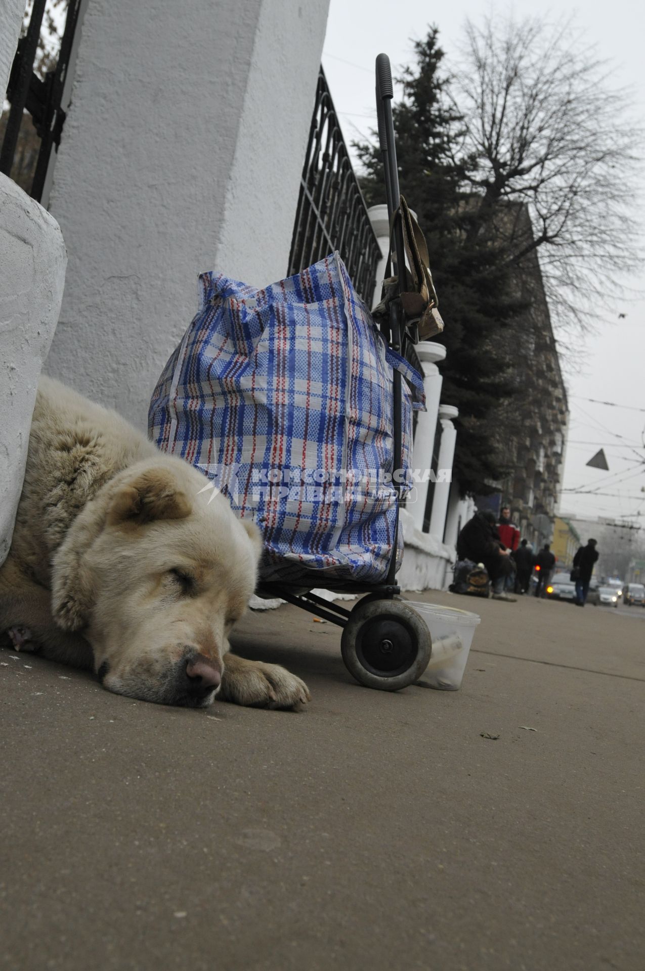 Жанровая фотография. Собака сторожит вещи. 12 декабря  2008 года.