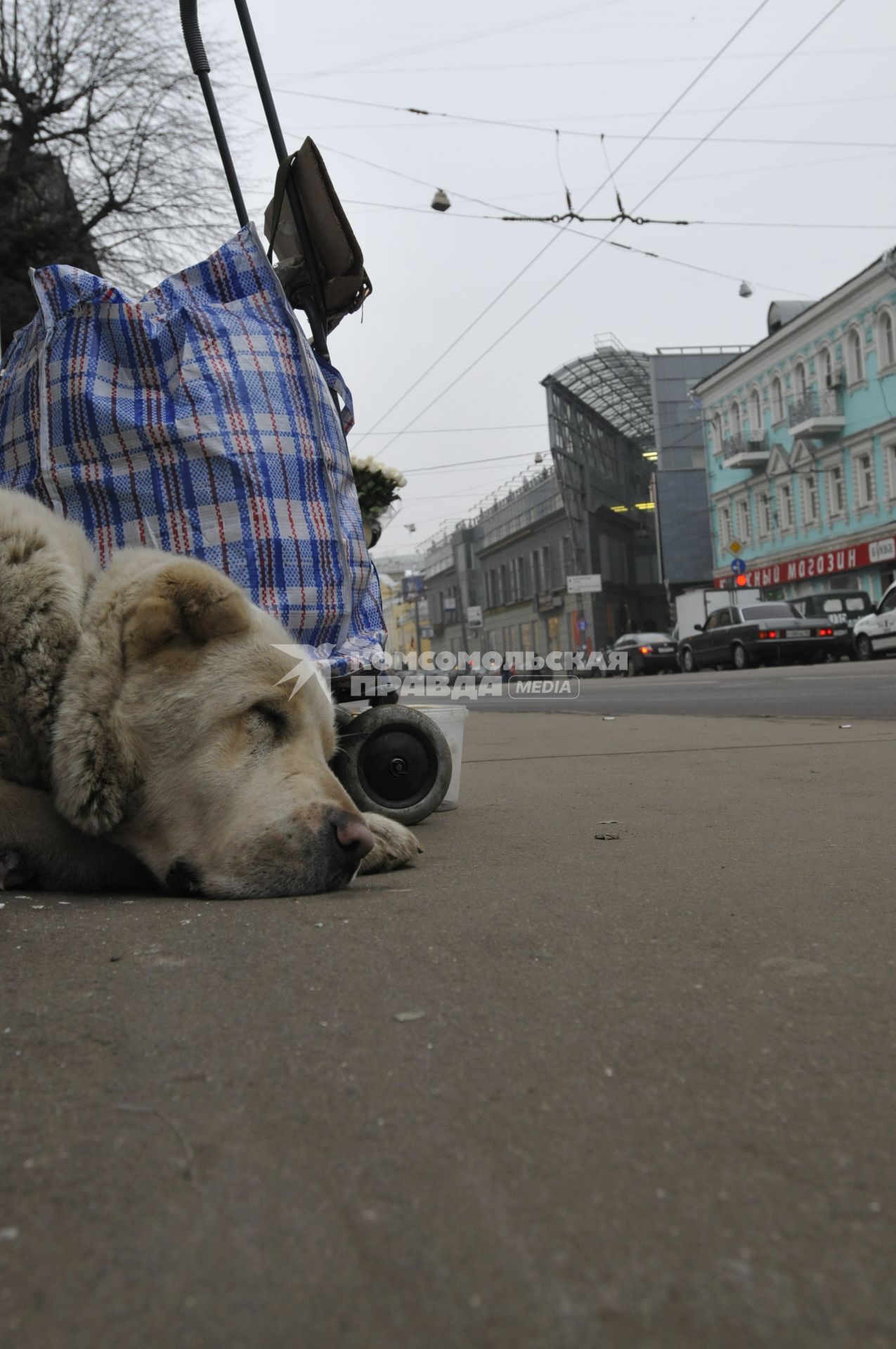 Жанровая фотография. Собака сторожит вещи. 12 декабря  2008 года.