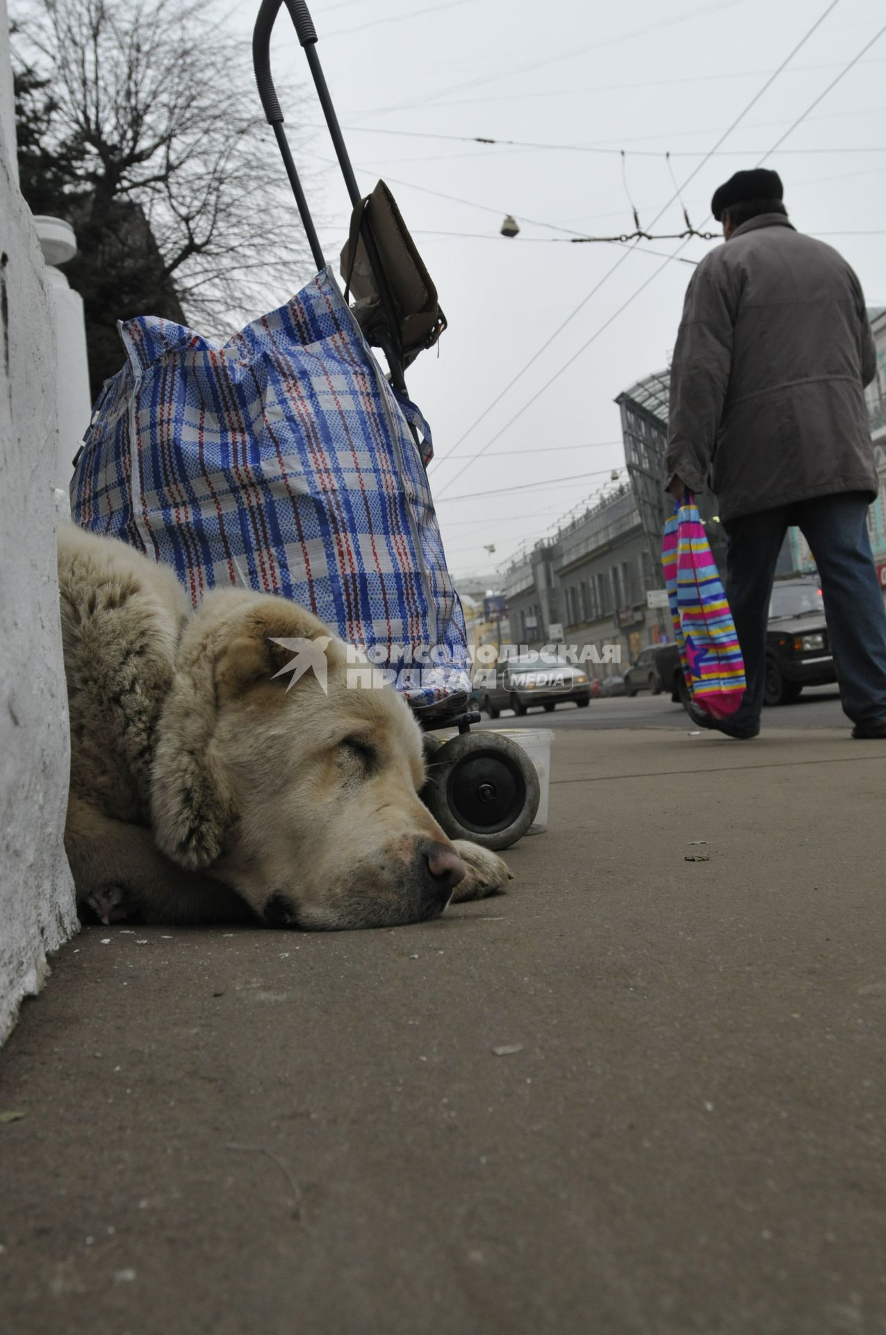 Жанровая фотография. Собака сторожит вещи. 12 декабря  2008 года.