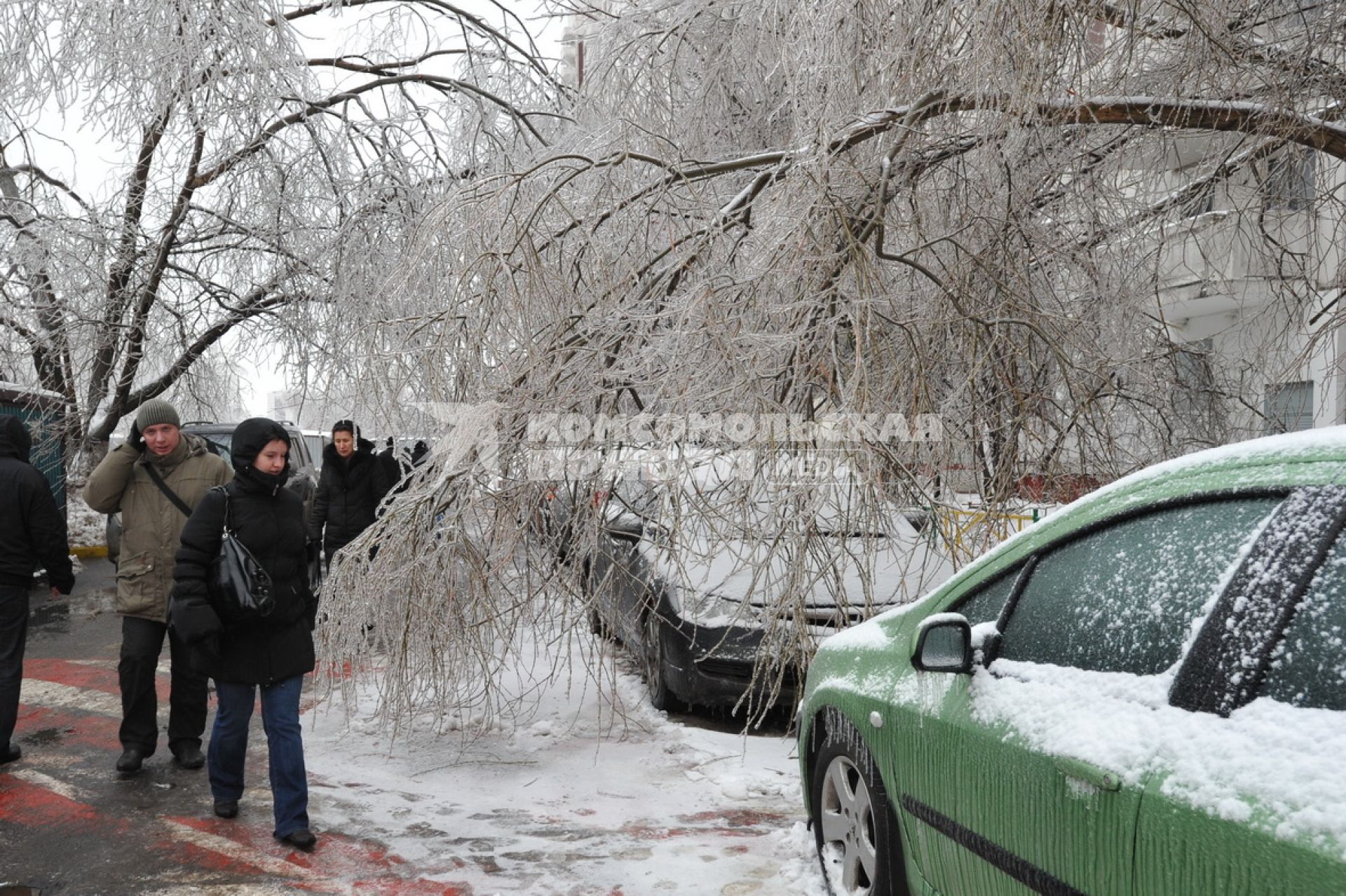 Последствия ледяного дождя в Москве. На снимке обледенелое дерево. 26 декабря  2010 года.