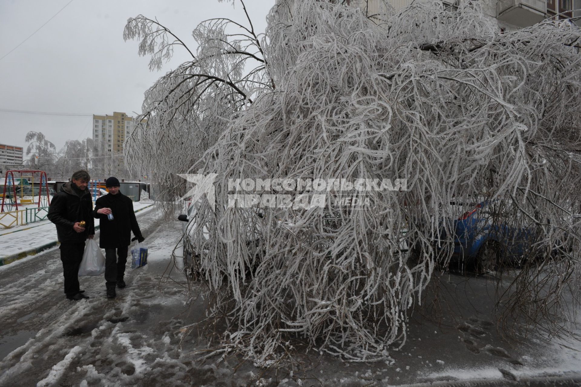 Последствия ледяного дождя в Москве. На снимке обледенелое дерево. 26 декабря  2010 года.