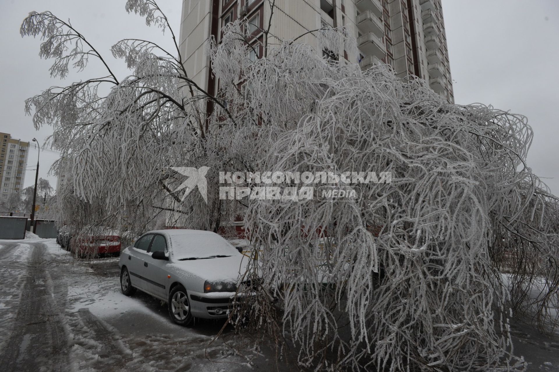 Последствия ледяного дождя в Москве. На снимке обледенелое дерево. 26 декабря  2010 года.