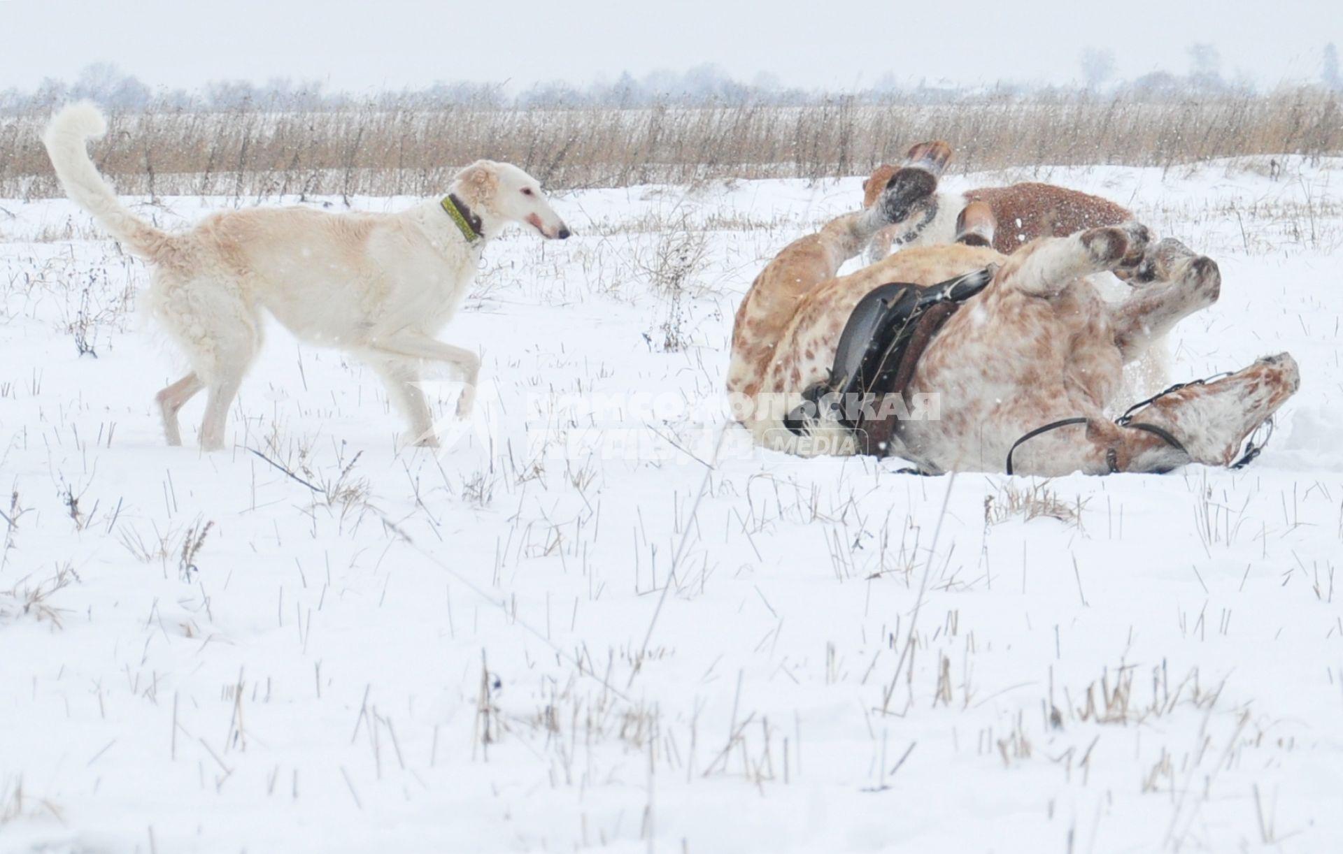 Реконструкция большой псовой охоты в Подмосковье. На снимке: лошадь купается в снегу. Можайск. 21 января 2012 года.