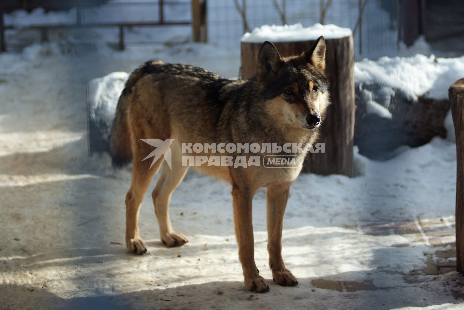 Волк в зоопарке, г. Ставрополь, 18 ноября 2011 года.