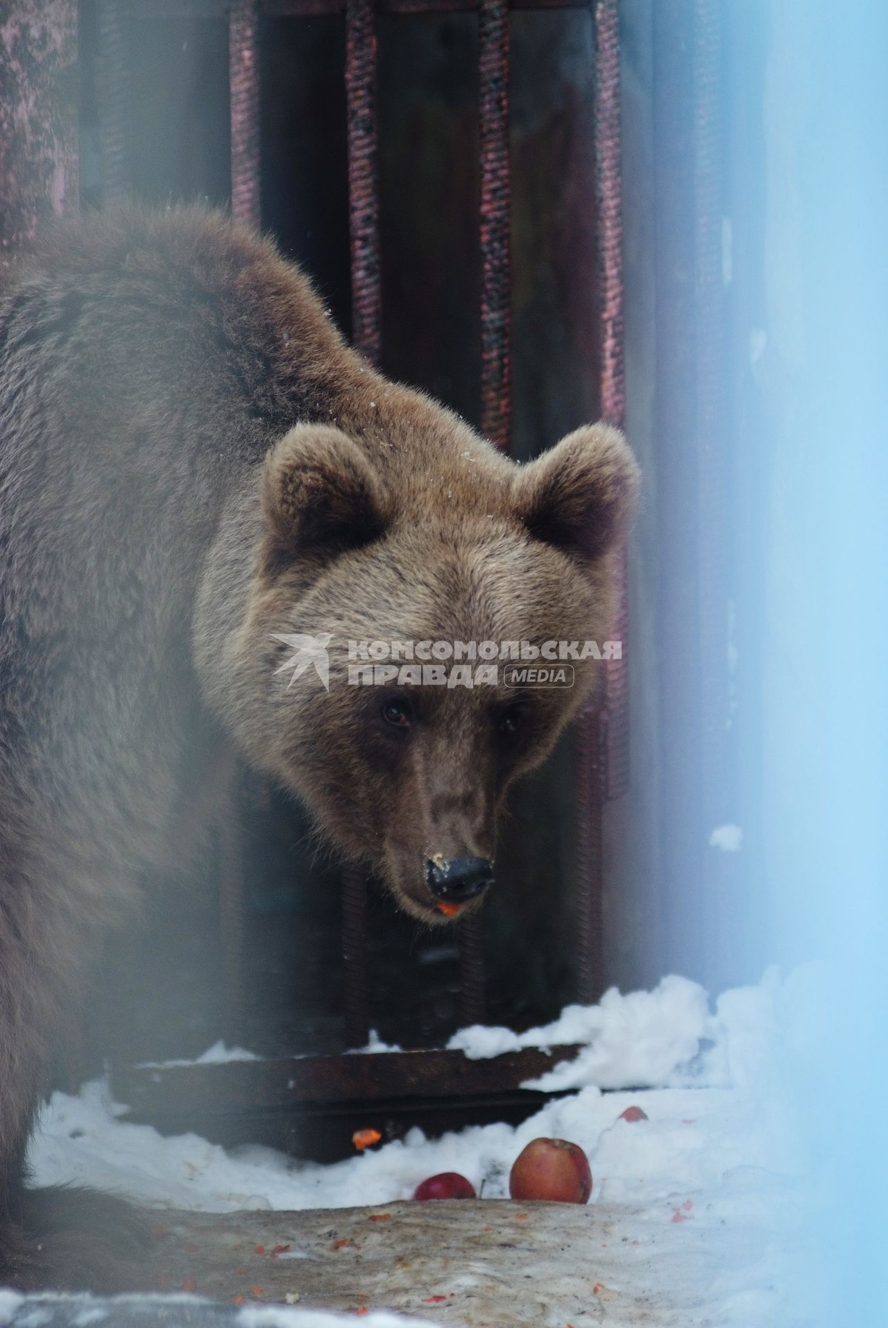 Бурый медведь в зоопарке, г. Ставрополь, 18 ноября 2011 года.