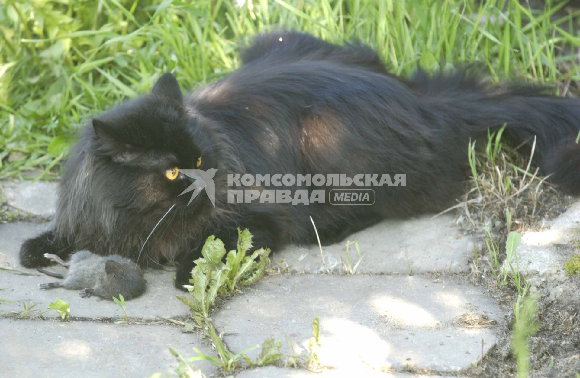 Черная кошка сторожит пойманную ей крысу.