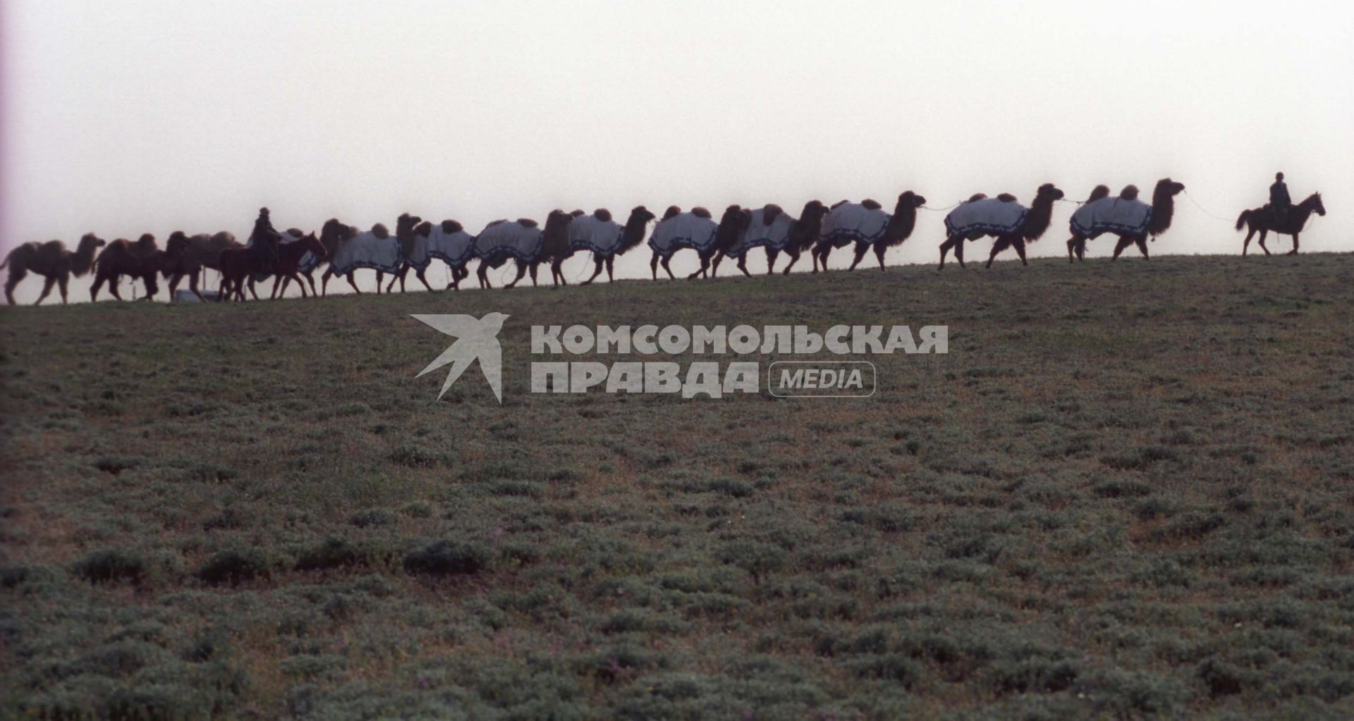 Караван верблюдов идет по степи в Калмыкии.