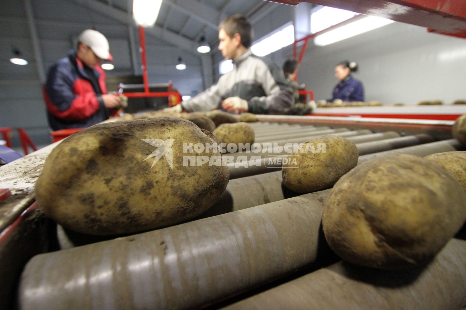 Уборка картошки в колхозе, Брестская область.