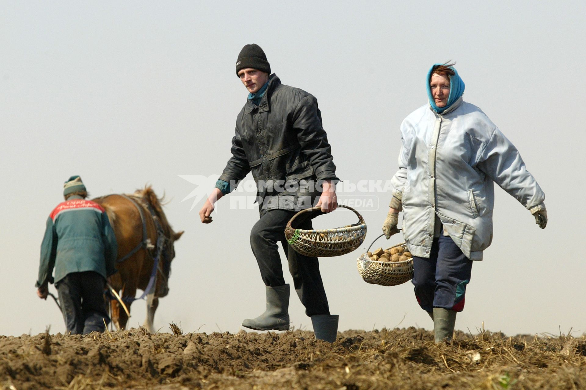 Уборка картошки на частном подворье, Минская область.