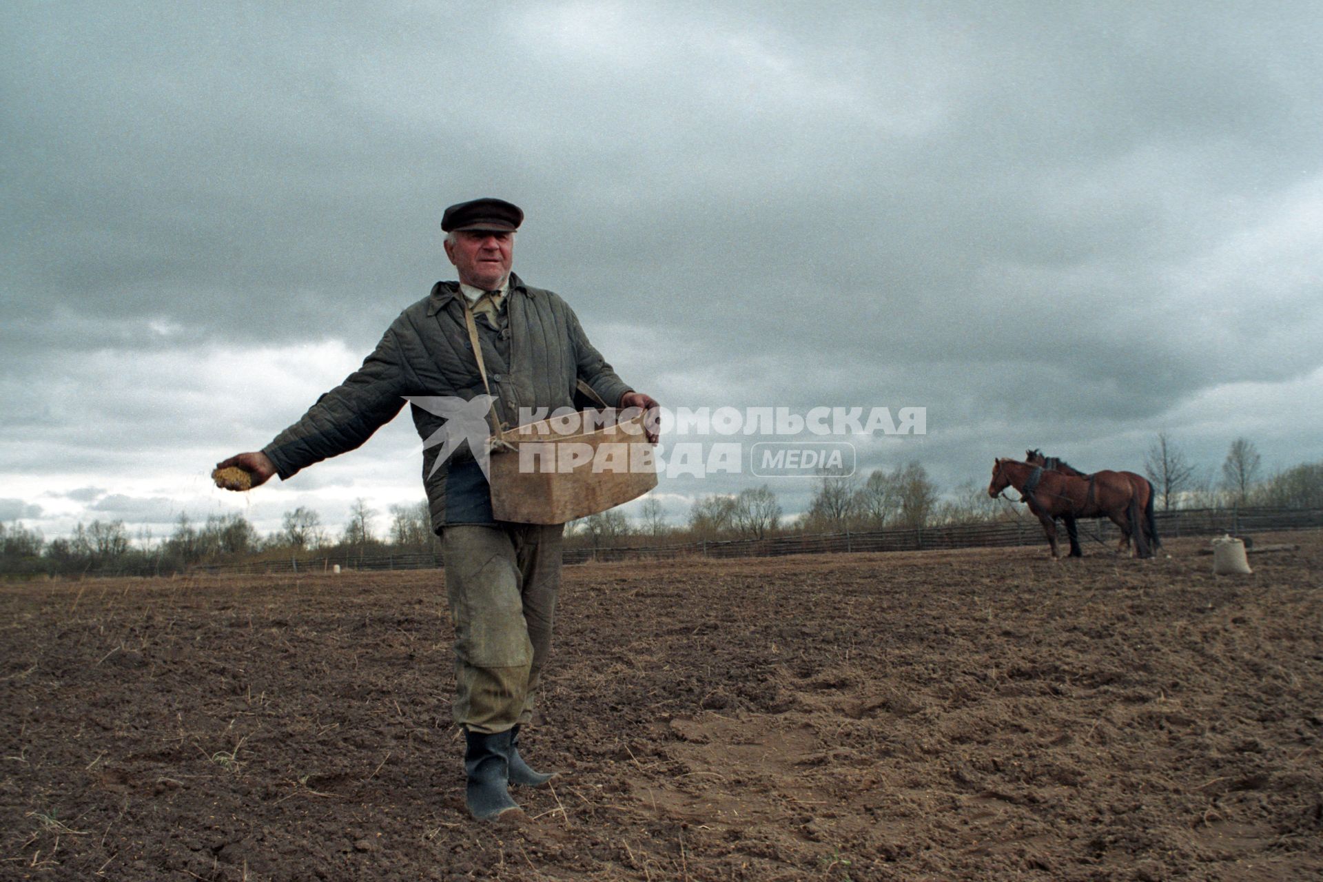 Пожилой мужчина сеет пшеницу на частном подворье, Минская область.