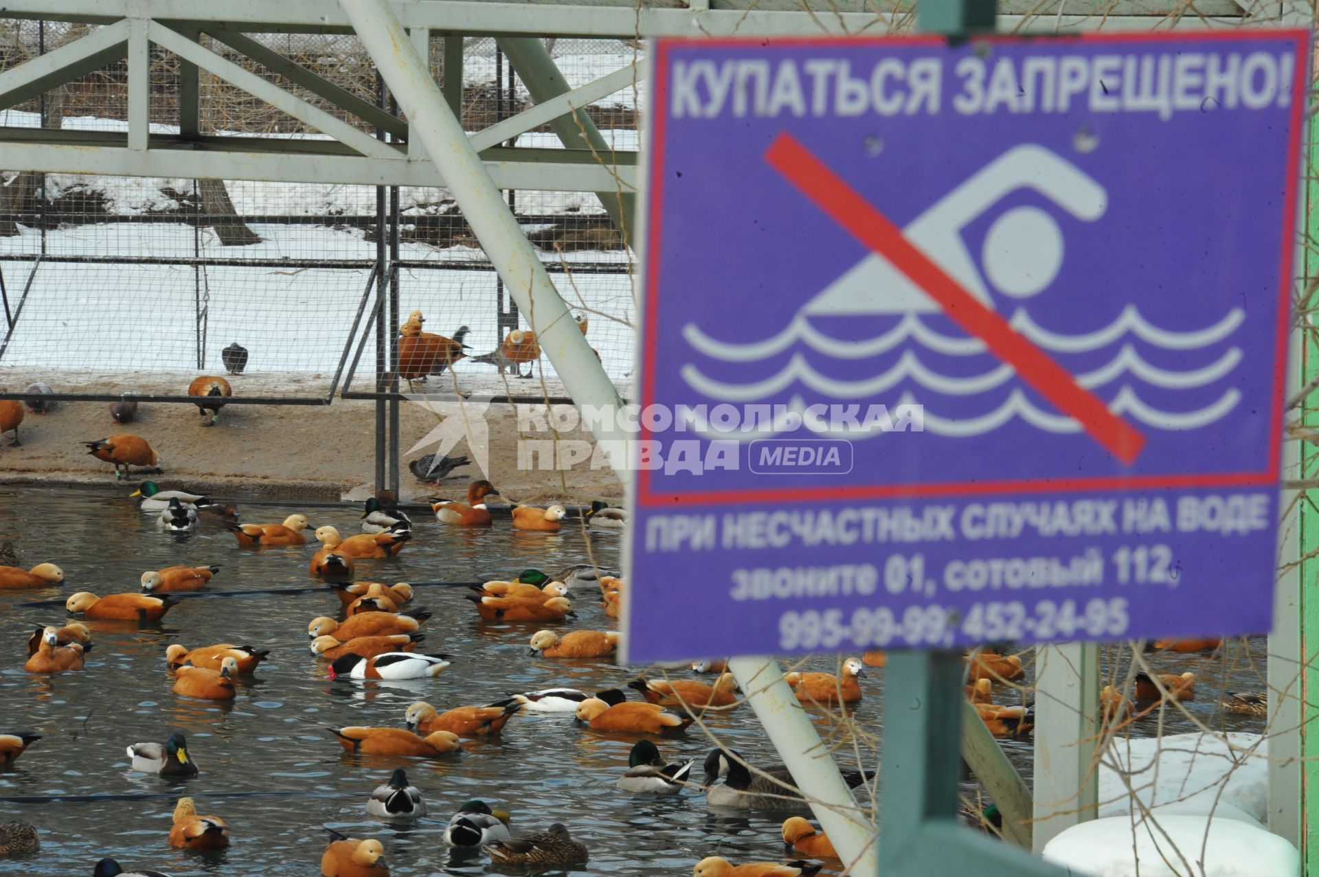 Московский зоопарк. Зима. На снимке: утки в пруду и табличка `Купаться запрещено!`.