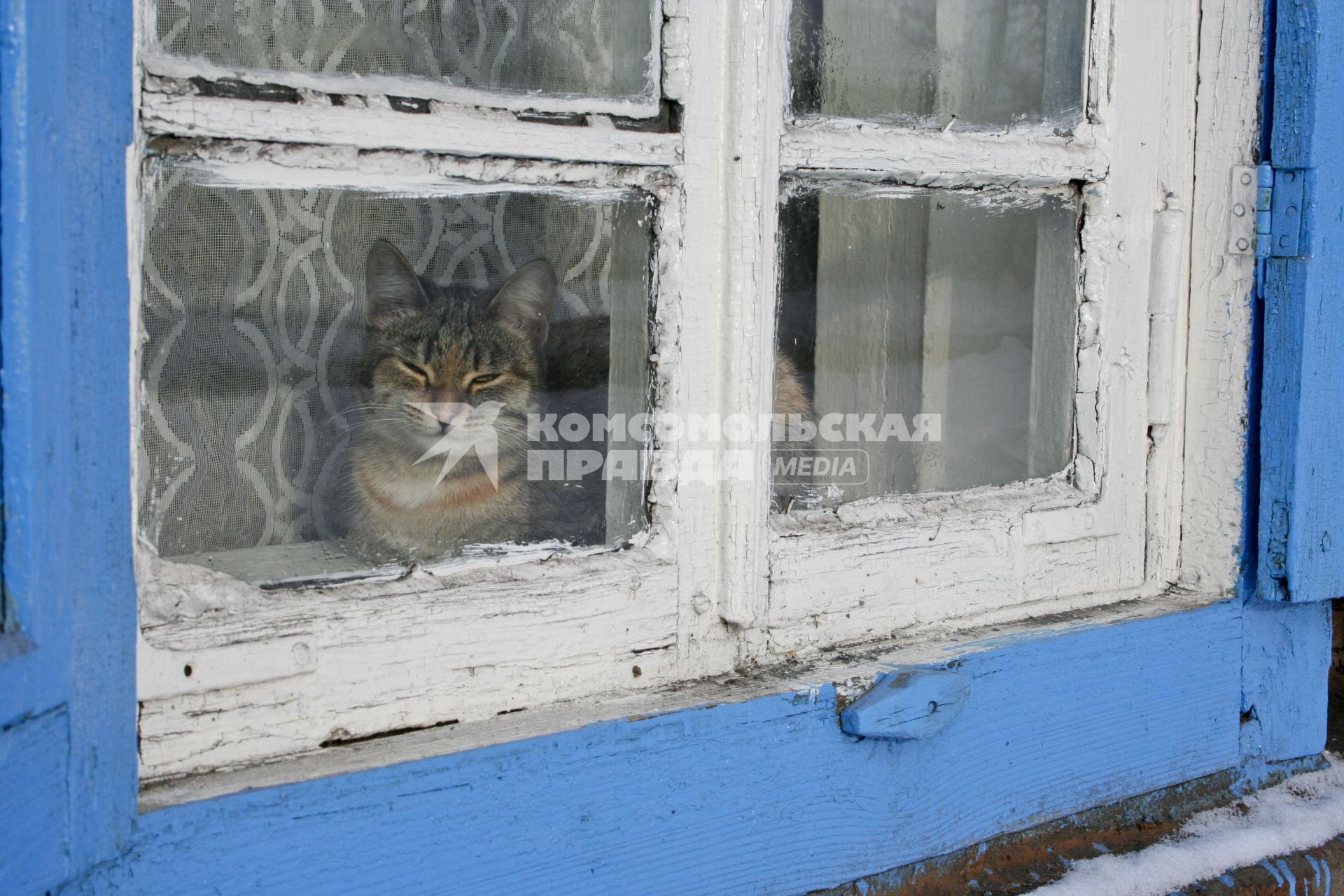 Кошка спит за окном.