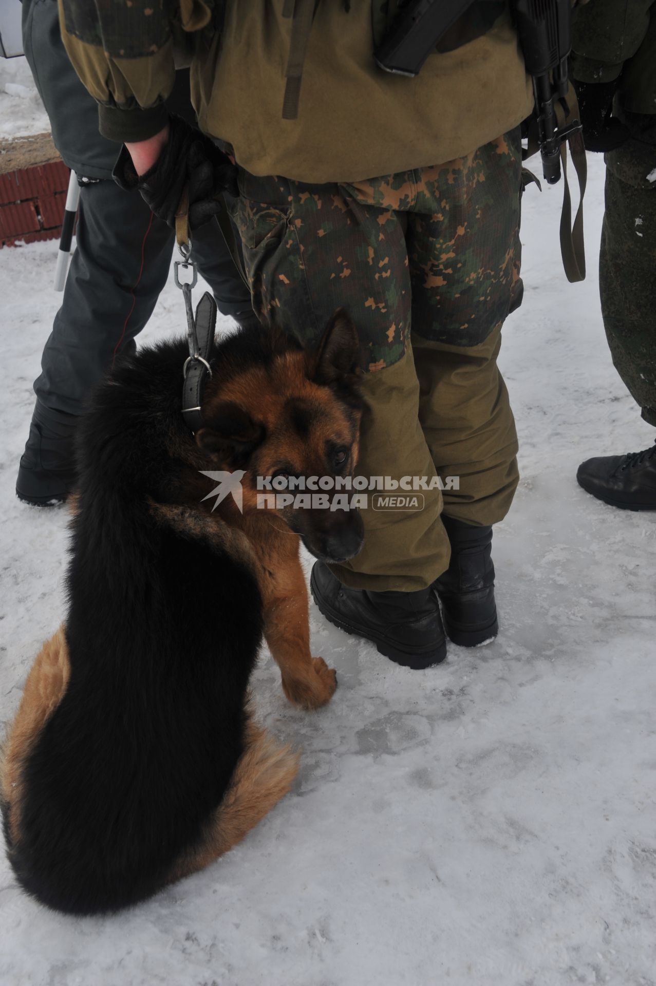 Софринская бригада внутренних войск МВД России. На снимке: проведение военных учений. Кинологическая служба.