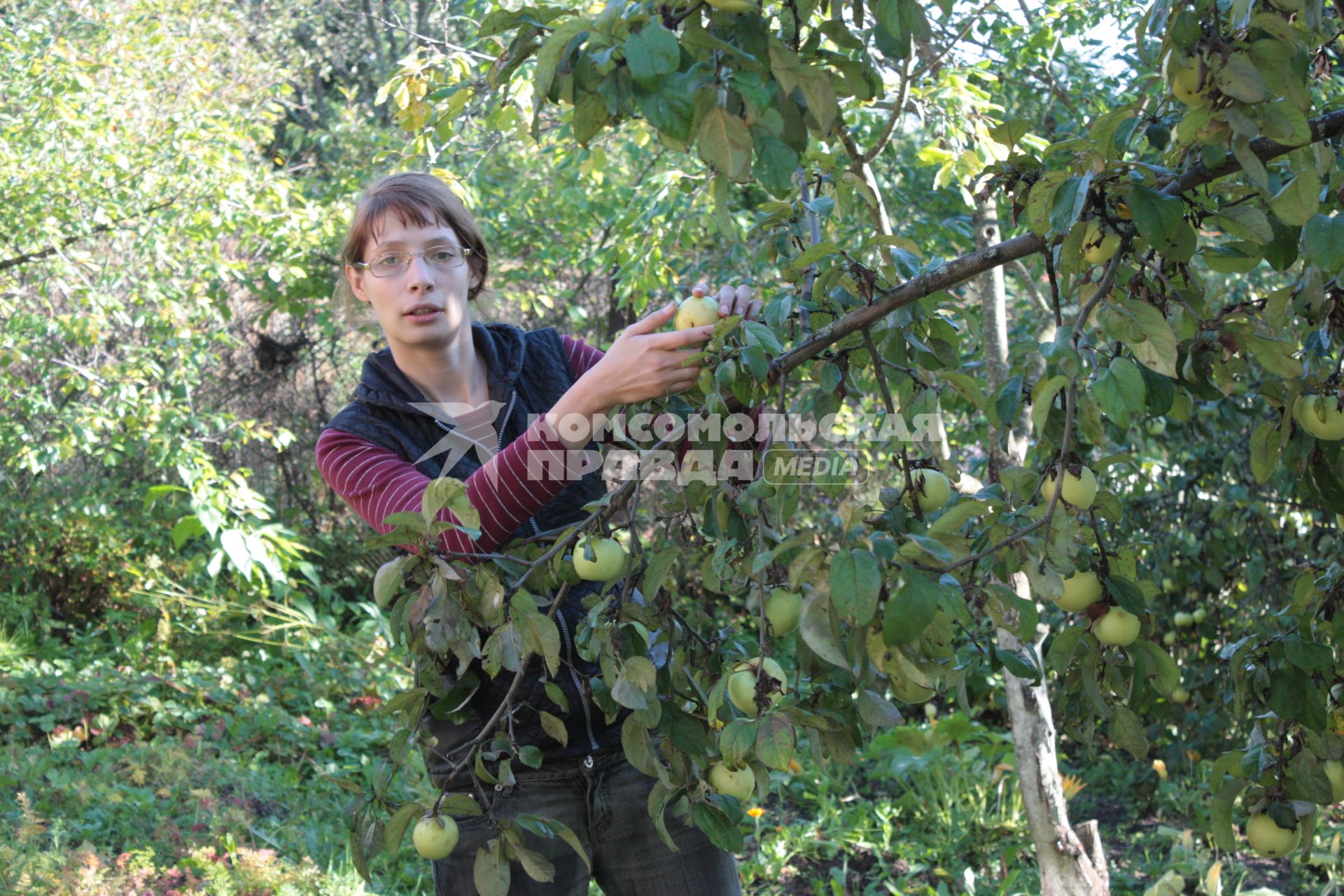 Женщина собирает яблоки.