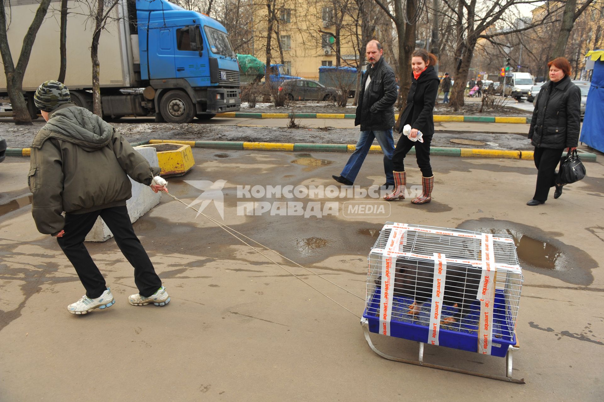 Мальчик везет на санках клетку с поросенком.