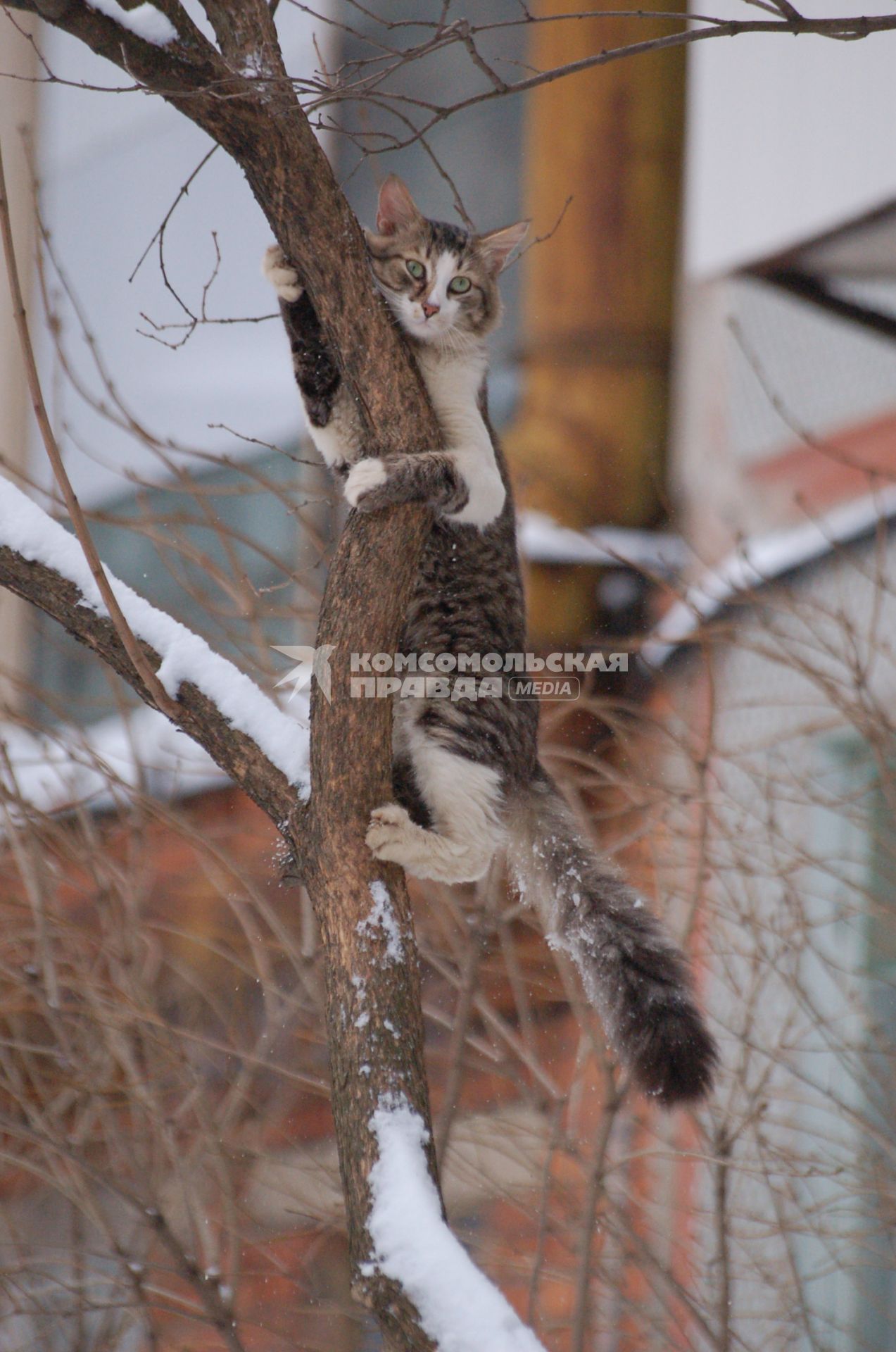 Кошка сидит на дереве.