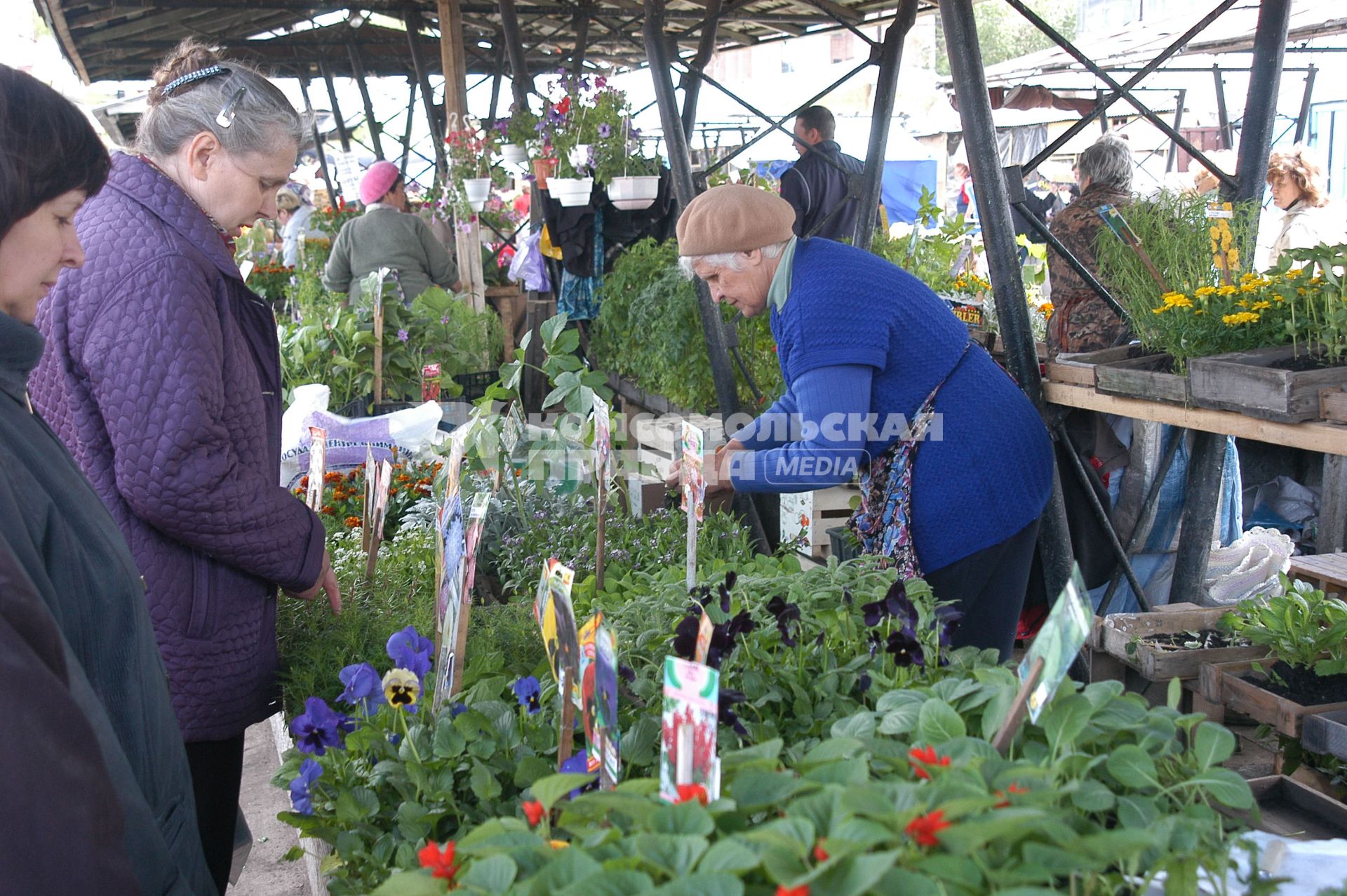 Женщина на рынке покупает рассаду цветов.